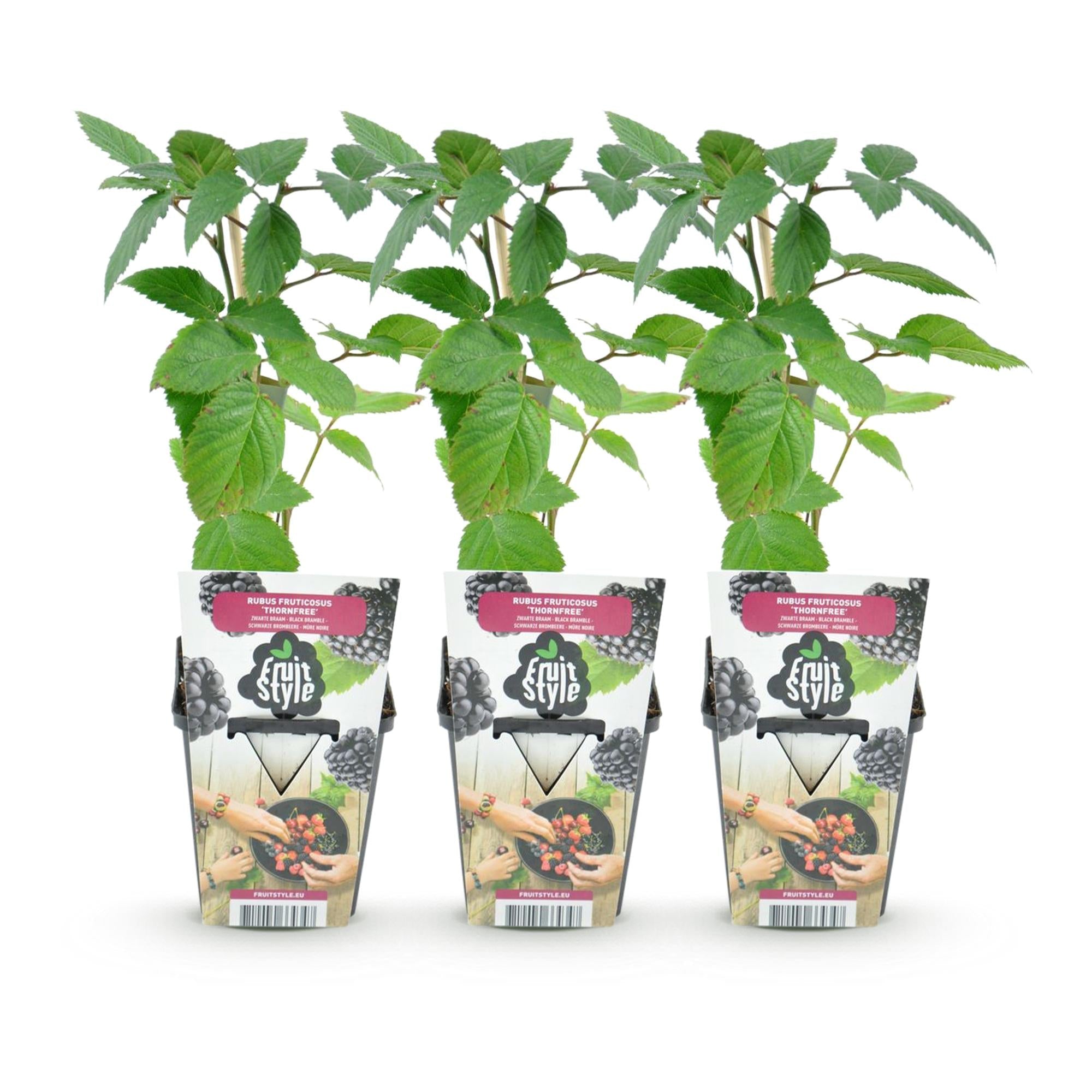 Dornenlose Brombeerpflanzen Rubus fruticosus Thornfree winterhart 3 Pflanzen Höhe 30cm Ø9cm – Schwarze Brombeere für Garten Beet Balkon & Topf