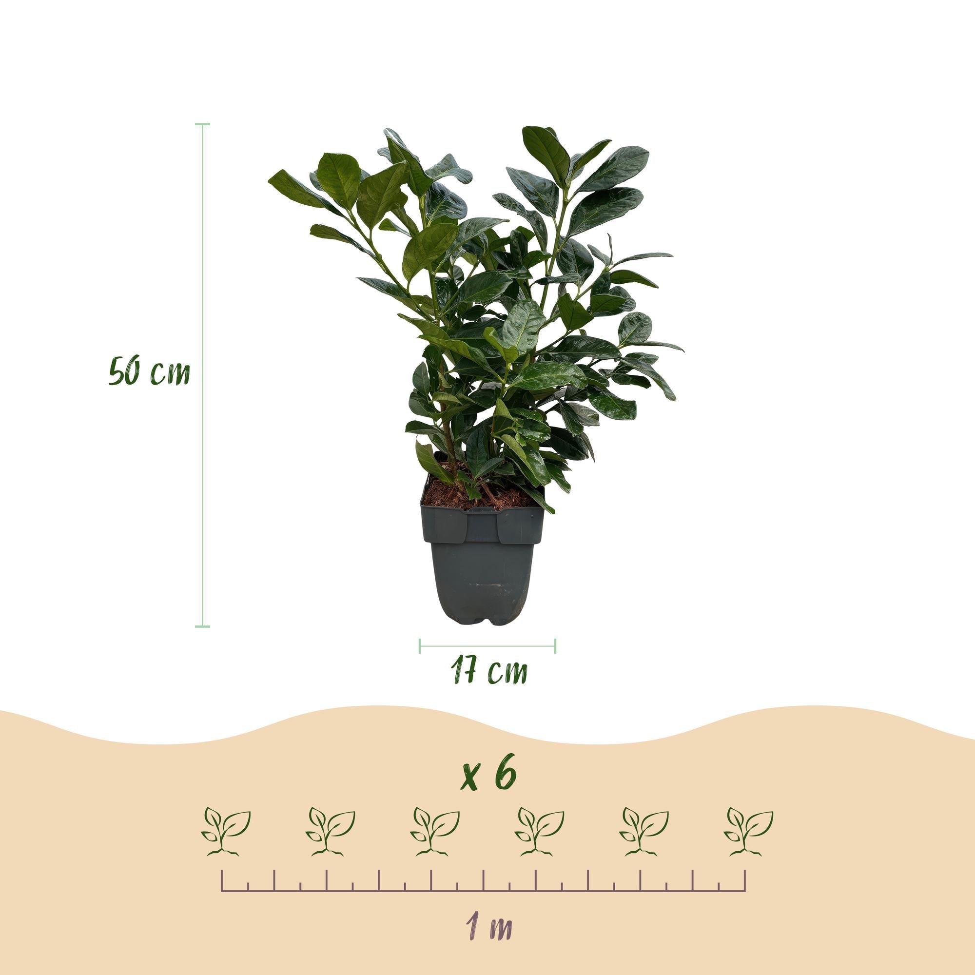 Kirschlorbeer Prunus laurocerasus Etna – Hecke – Blatt grün – 6 Pflanzen – 1 laufender Meter – Immergrün – 17cm x H50cm – Plant