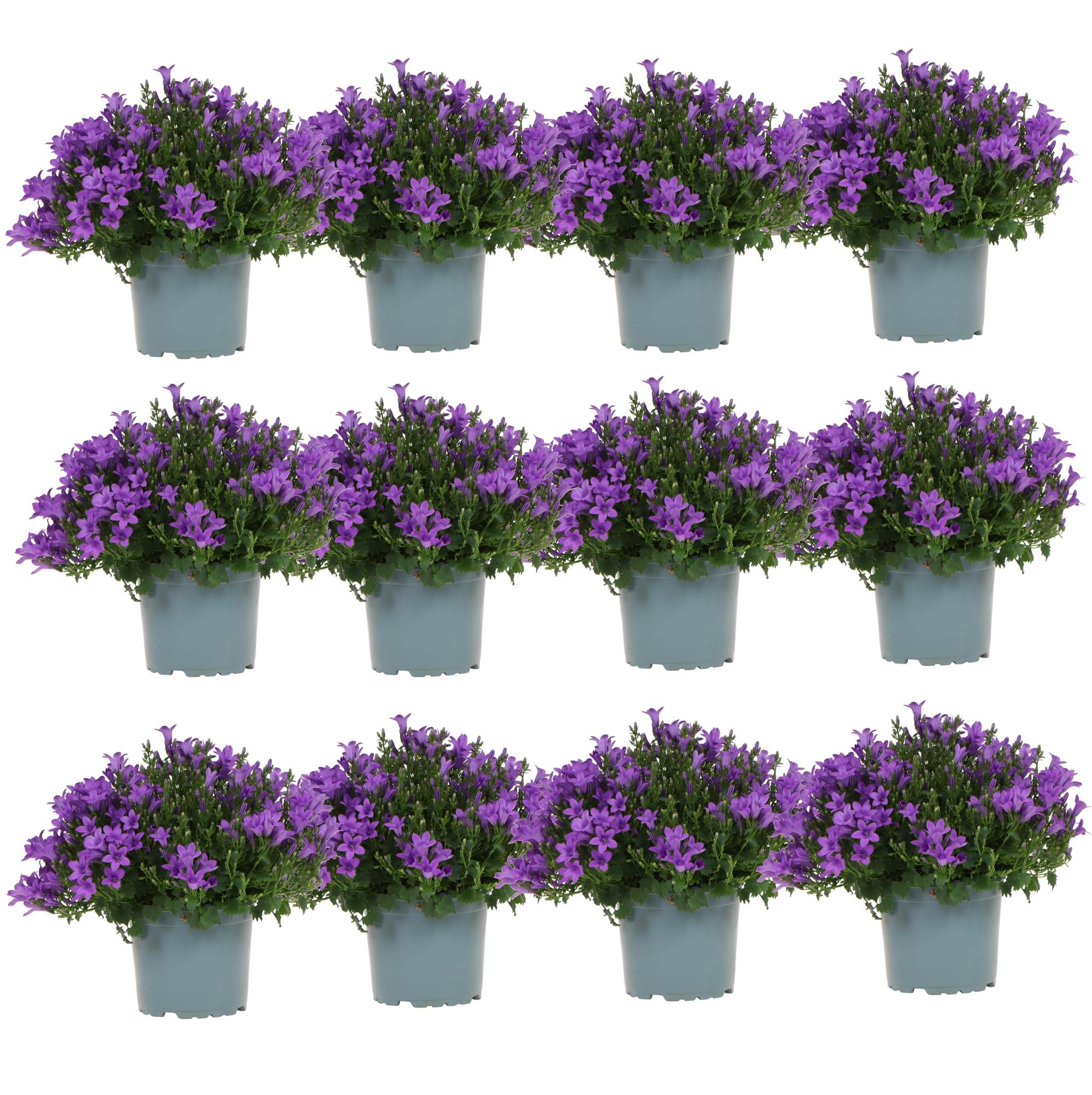 Campanula Addenda Ambella lila 6er Set – Glockenblume violett Topfgröße 12cm – winterhart, lang blühend – Bodendecker für ca.1m² – Plant