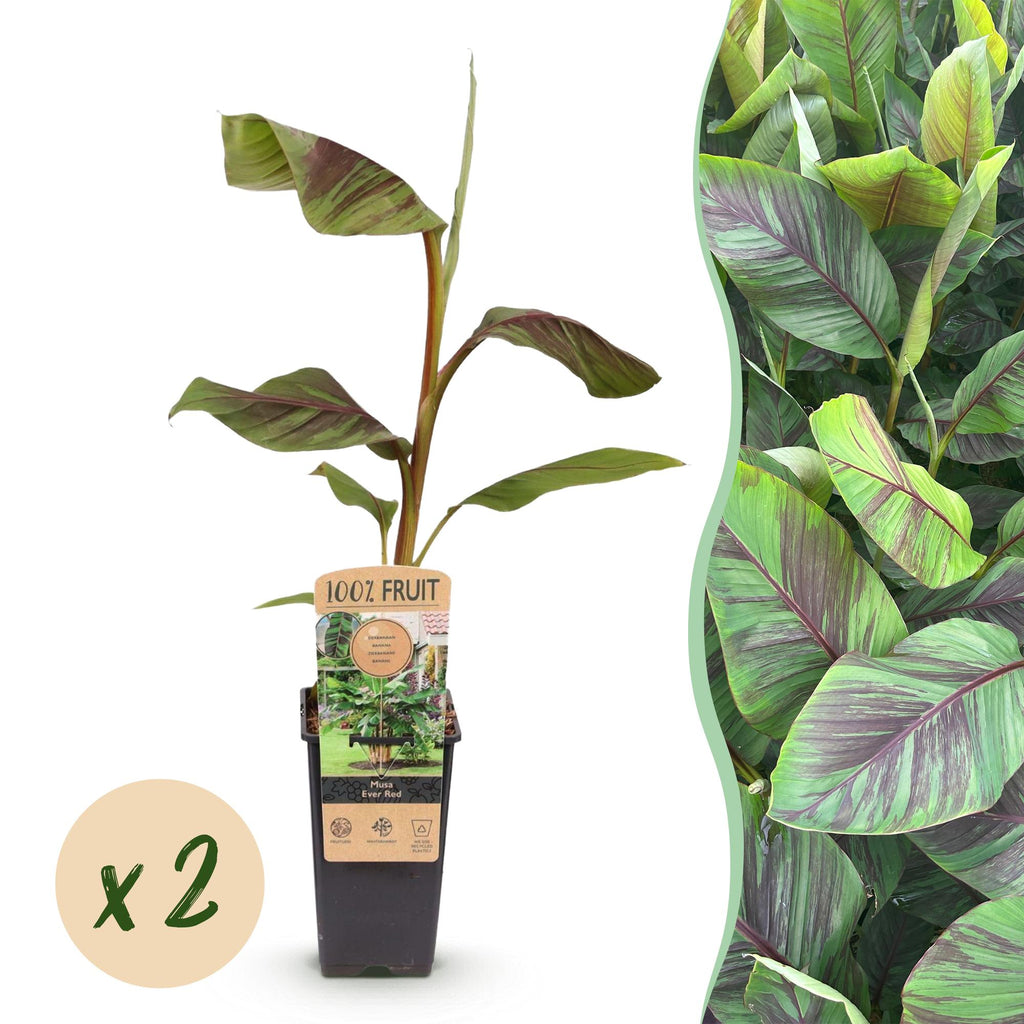 Bananenpflanze Japanische Faserbanane Musa Ever Red – Obstpflanze – Winterhart – 2 Pflanzen – 15cm – Höhe ca. 50cm – Plant