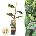 Bananenpflanze Japanische Faserbanane Musa Ever Red – Obstpflanze – Winterhart – 2 Pflanzen – 15cm – Höhe ca. 50cm – Plant