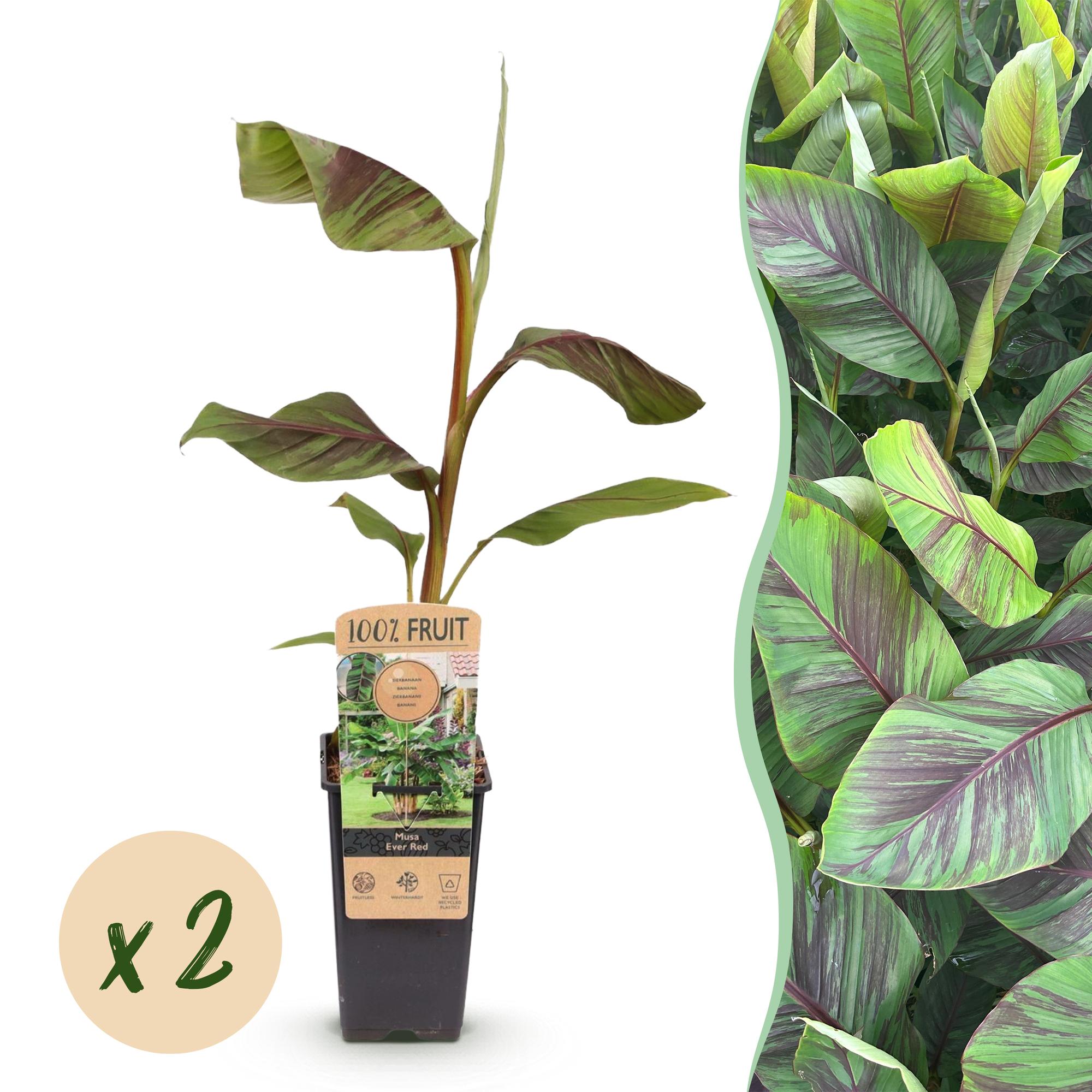 Bananenpflanze Japanische Faserbanane Musa Ever Red – Obstpflanze – Winterhart – 2 Pflanzen – 15cm – Höhe ca. 50cm – Plant