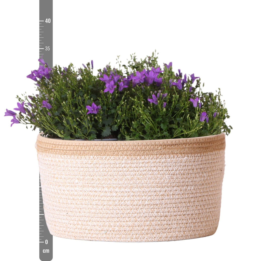 Campanula Addenda Ambella Intense Purple 3er Set – Glockenblume lila im Baumwollkorb mit Bewässerungsreservoir – Topfgröße 12cm – Plant