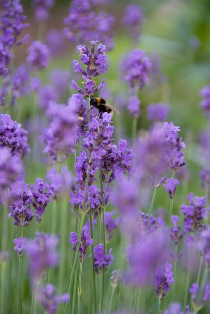 Lavendel Lavandula angustifolia 'Munstead' – ↕10-25cm – Ø9cm – Kompakter Duft – Plant