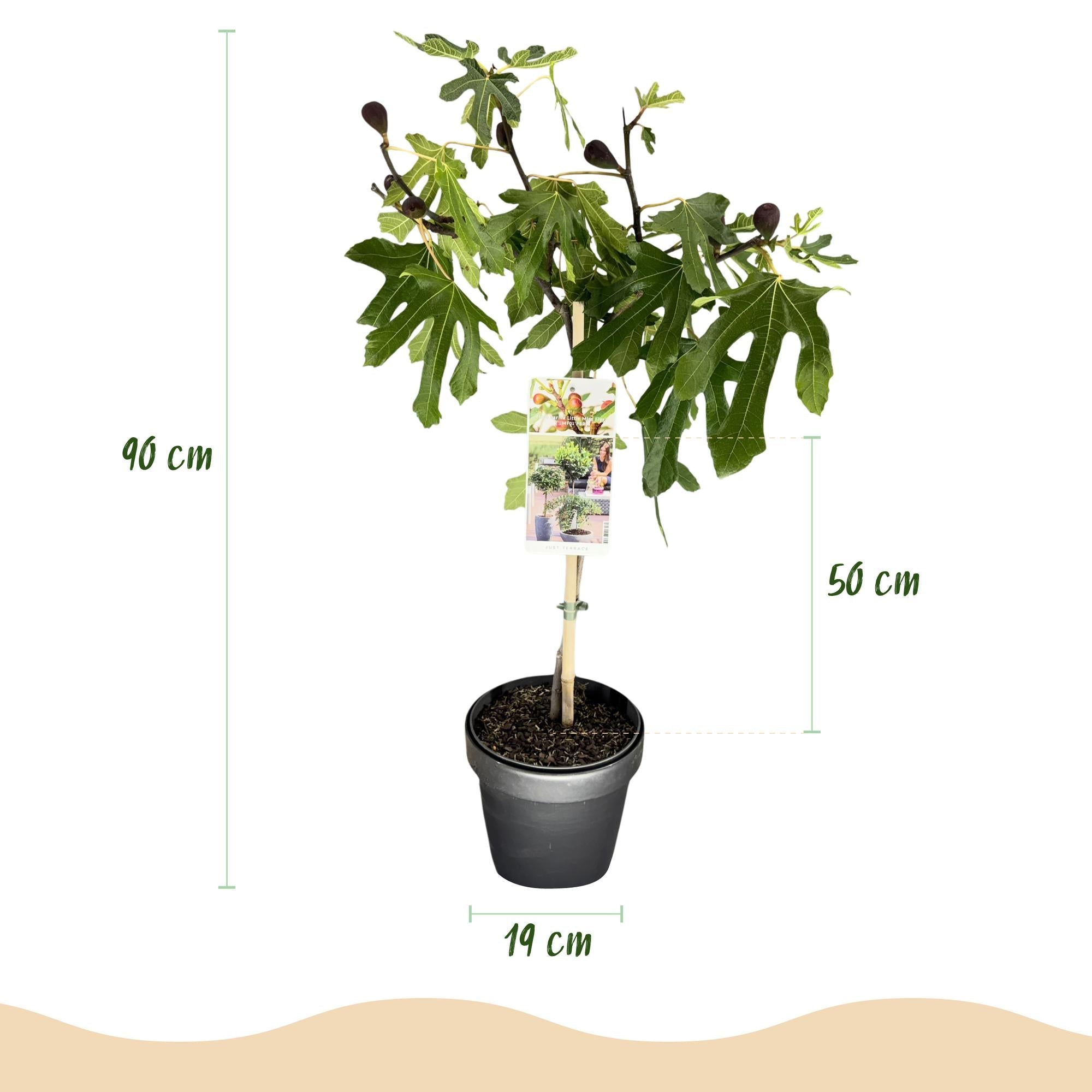 Feigenbaum Ficus carica Little Miss Figgy – 19cm Höhe ca.90cm – Winterhart & laubabwerfend – Kompakter Feigenbaum mit grünen Früchten – Plant