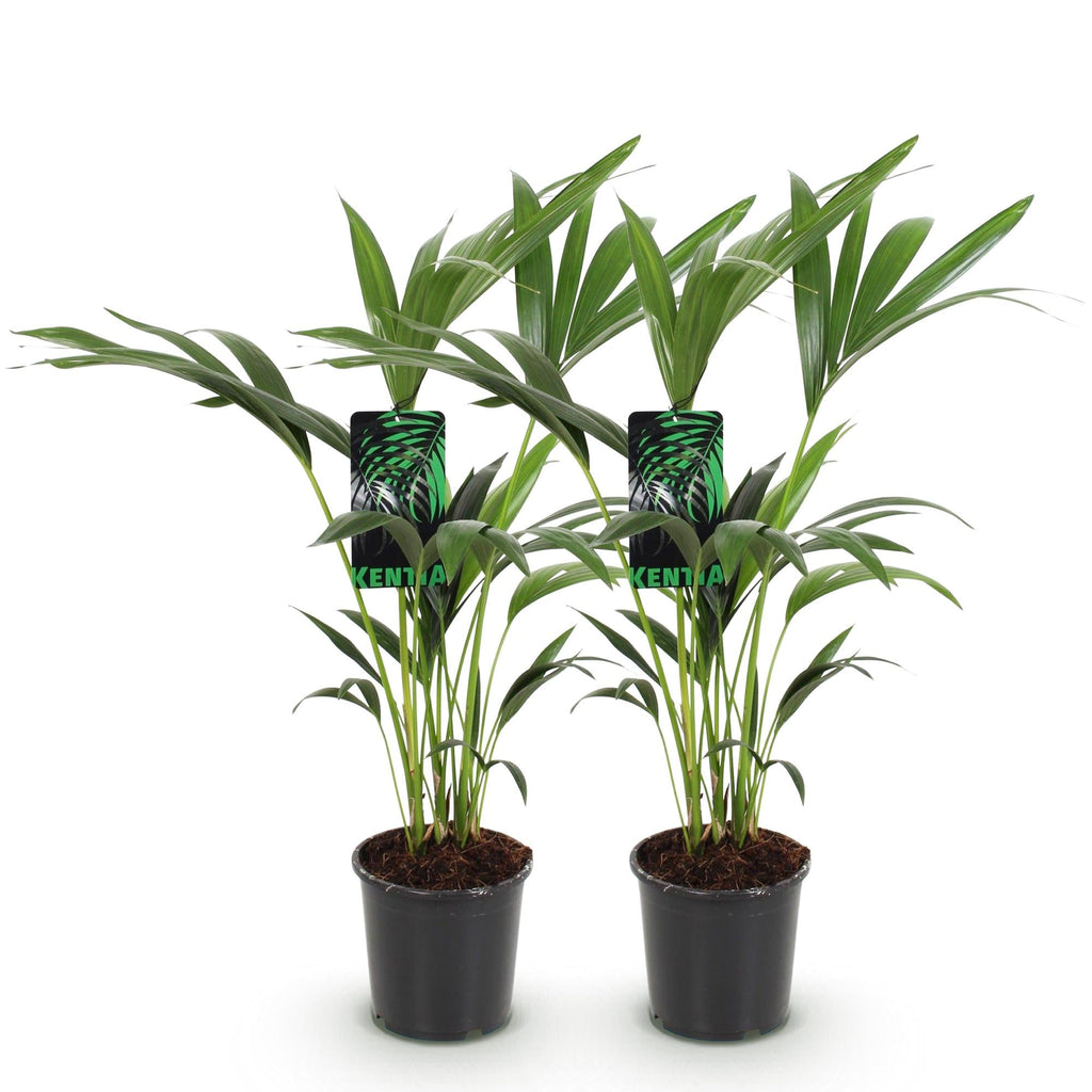 Howea Forsteriana – Kentia – Palme – 2 Pflanzen – 70-75cm – 17cm – Pflegeleichte Zimmerpalmen mit eleganten Wedeln