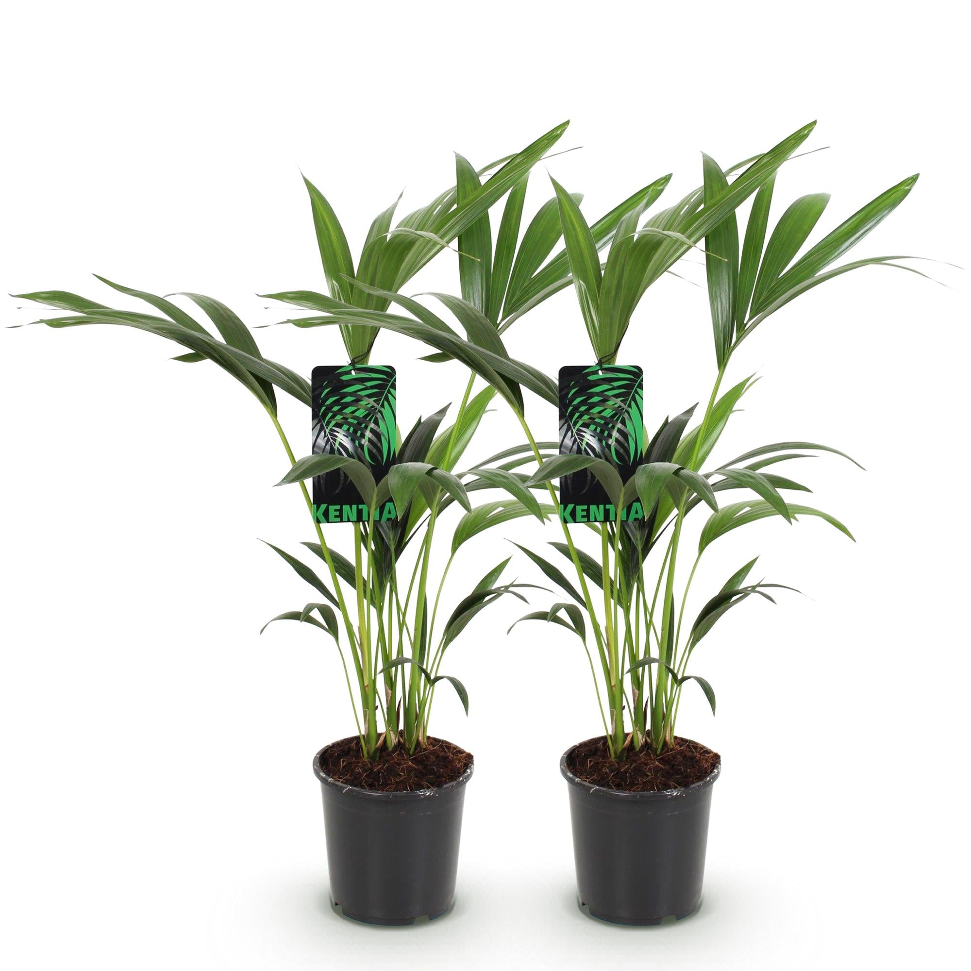 Howea Forsteriana – Kentia – Palme – 2 Pflanzen – 70-75cm – 17cm – Pflegeleichte Zimmerpalmen mit eleganten Wedeln