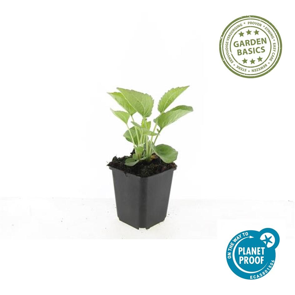 Rotblühender Scheinsonnenhut Echinacea purpurea 'Magnus' – ↕10-25cm – Ø9cm – Purpur – Sonnenhut – Bienenfreundlich – Für Sonne & Beete – Plant