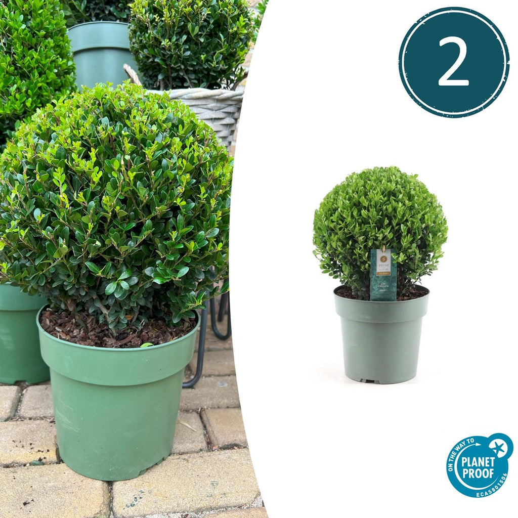 Ilex crenata 'Jenny' – Stechpalme Kugeln – Ø25cm – 2 Pflanzen – Buchsbaum – Alternative – Pflegeleichte & Winterharte Gartenpflanzen – Plant