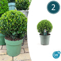 Ilex crenata 'Jenny' – Stechpalme Kugeln – Ø25cm – 2 Pflanzen – Buchsbaum – Alternative – Pflegeleichte & Winterharte Gartenpflanzen – Plant