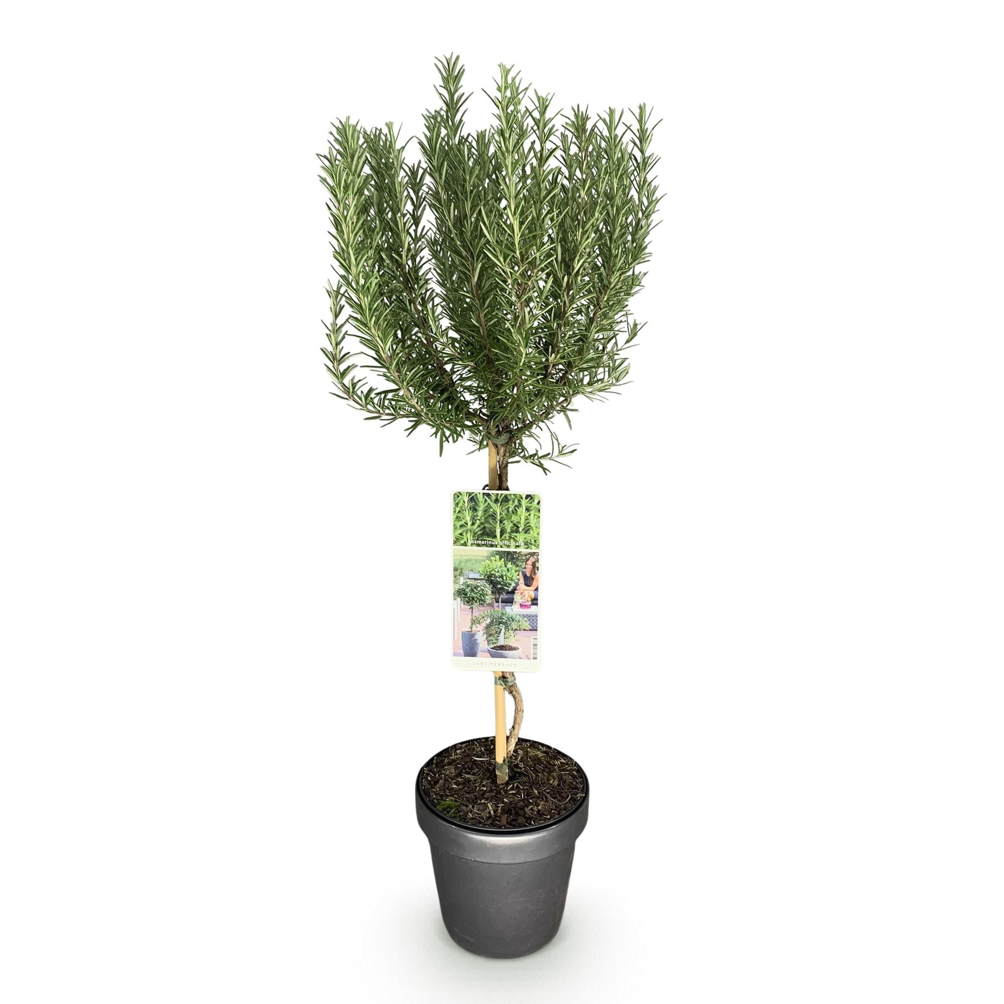 Rosmarin Rosmarinus officinalis – 19cm Höhe ca.90cm – Immergrün & winterhart – Lila Blüte – Aromatische Kräuterpflanze – Plant