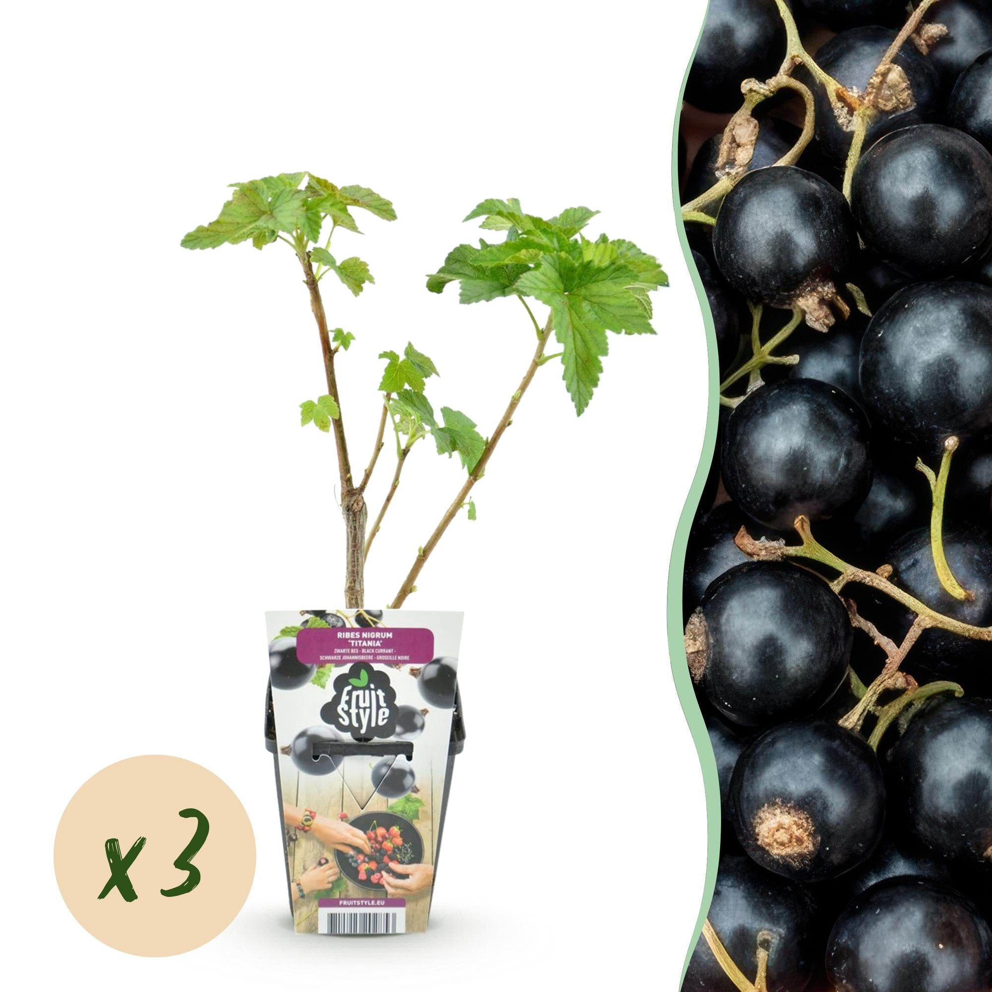 Schwarze Johannisbeere Ribes nigrum Titania winterhart Ø9cm Höhe 30cm – Aromatische Johannisbeerpflanze für Garten Beet Balkon & Terrasse