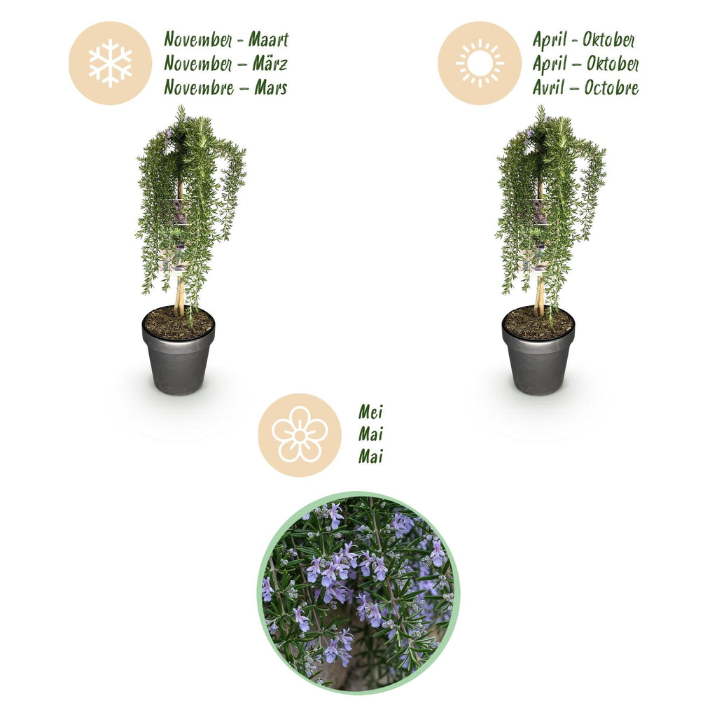 Rosmarin Rosmarinus officinalis Prostratus – 19cm Höhe ca.90cm – Immergrün & winterhart – Lila Blüte – Duftender Kräuterrosmarin – Plant