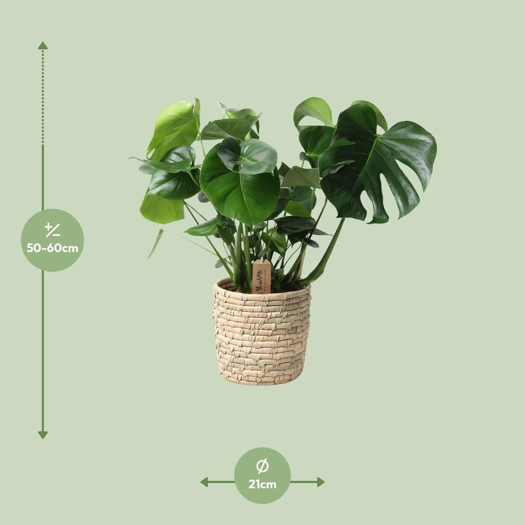 Monstera Deliciosa im Palmleaf Korb – Zimmerpflanze ca.60cm – Ø21cm – Schweizer Käsepflanze mit durchbrochenem Laub – Tropischer Look & luftreinigend – Plant