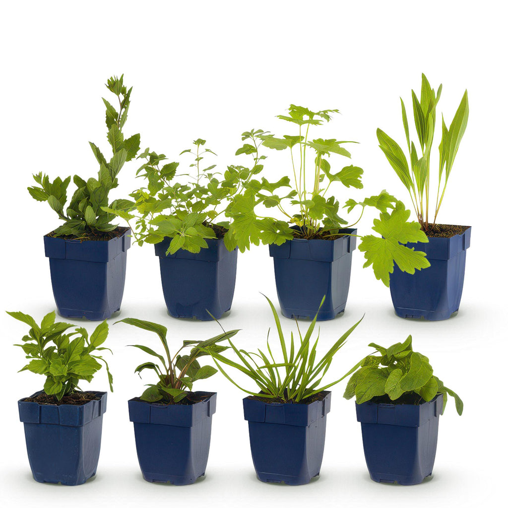 Staudenset für Bienen & Schmetterlinge – 6 mehrjährige Gartenstauden für 1m² – Ø11cm – Echinacea, Rittersporn, Stockrose & Prachtkerze – Plant