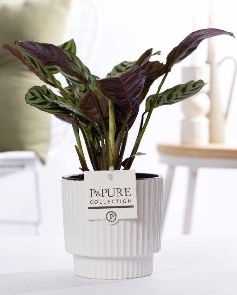 Ctenanthe Burle Marxii in Keramiktopf Glänzend Weiß – Ø12cm ↕25cm – Gebetspflanze mit gemusterten Blättern – Pflegeleicht & luftreinigend – Plant