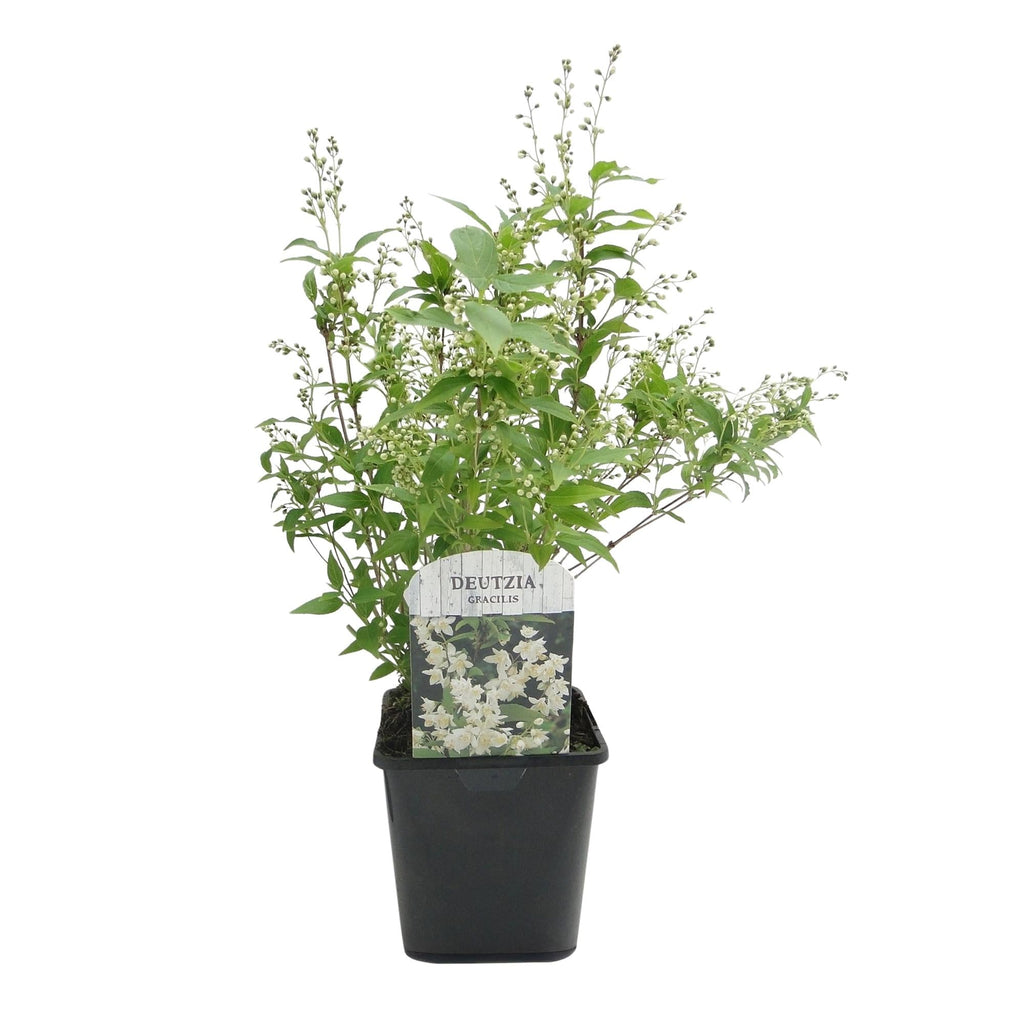 Deutzia Gracilis – Zierlicher Strauch – Blüte Weiß – Bienen – & Schmetterlingsfreundlich – 17cm x H45cm – pflegeleicht – Plant