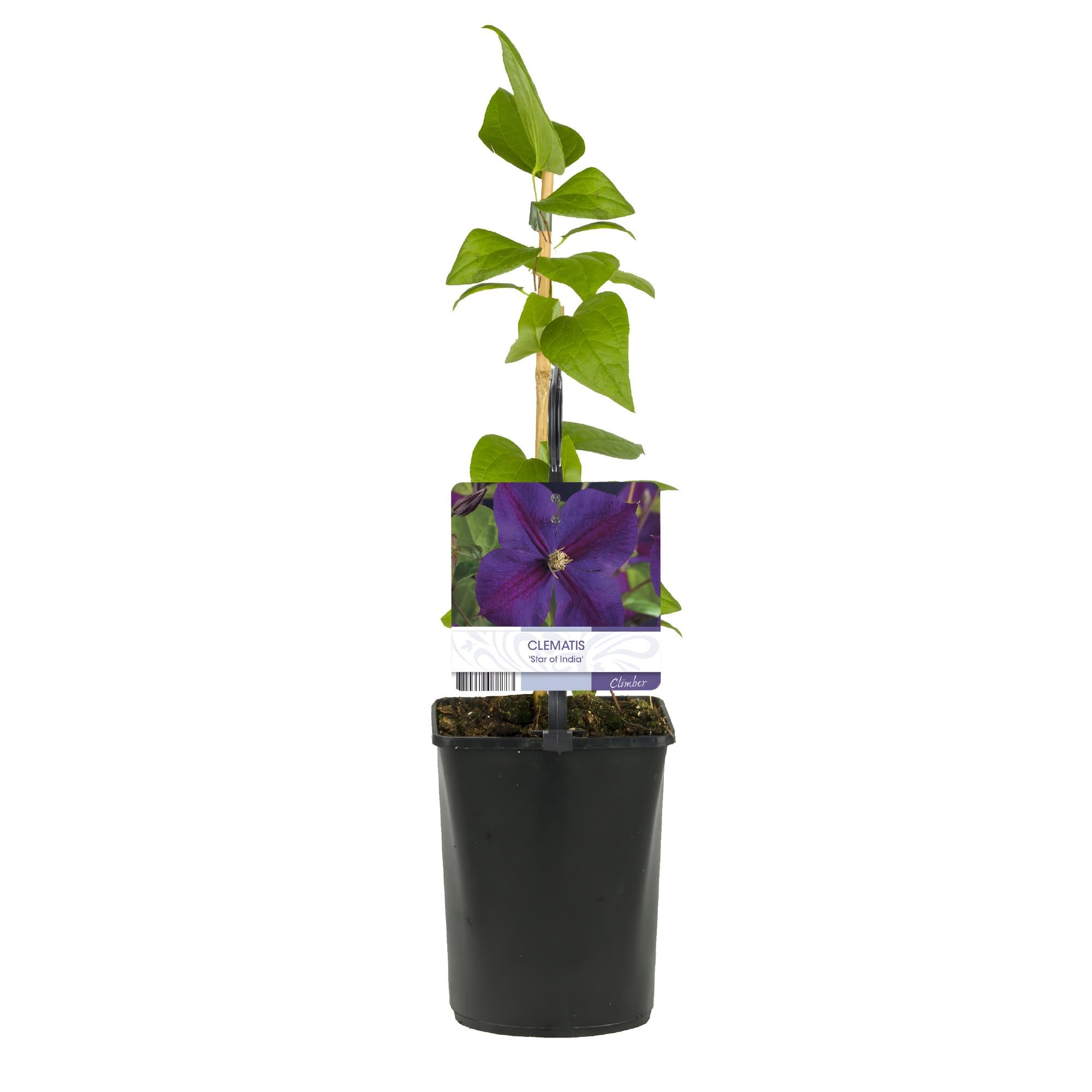 Kletterpflanze Clematis Star of India – Tiefblaue Blüten – 2 Pflanzen – 11cm x H40cm – Pflegeleicht & Winterhart – Ideal für Garten, Balkon & Pergolen – Plant