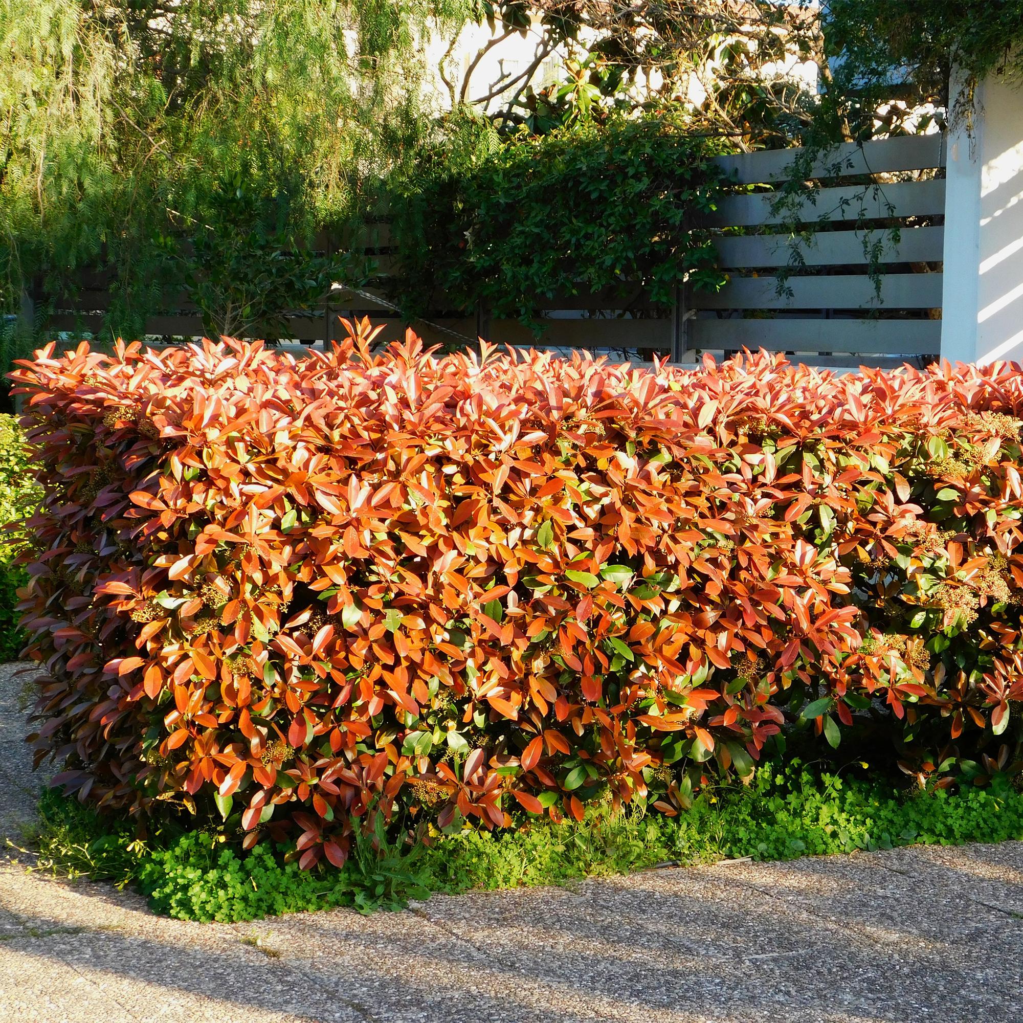 Frasers Glanzmispel – Photinia fraseri Red Robin – Heckenpflanze – Blatt rot grün – 8 Pflanzen – 1 laufender Meter – immergrün – 9cm Höhe 30-35cm – Plant