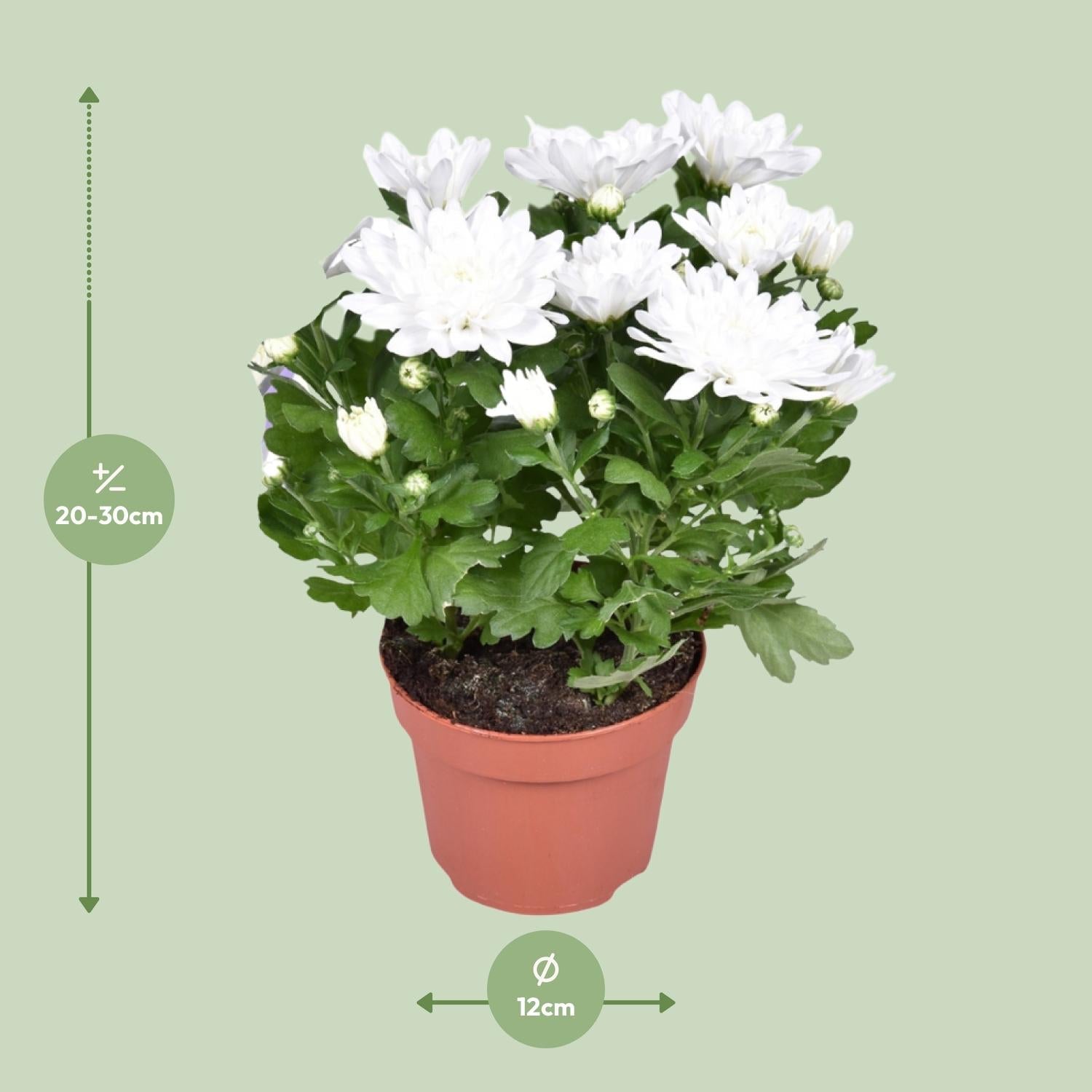 Chrysanthemum ‘Brave’ – Polster – Chrysantheme – Outdoorpflanze – Ø12cm – ↕26cm – Herbstblüher – Pflegeleicht & farbenfroh – Plant