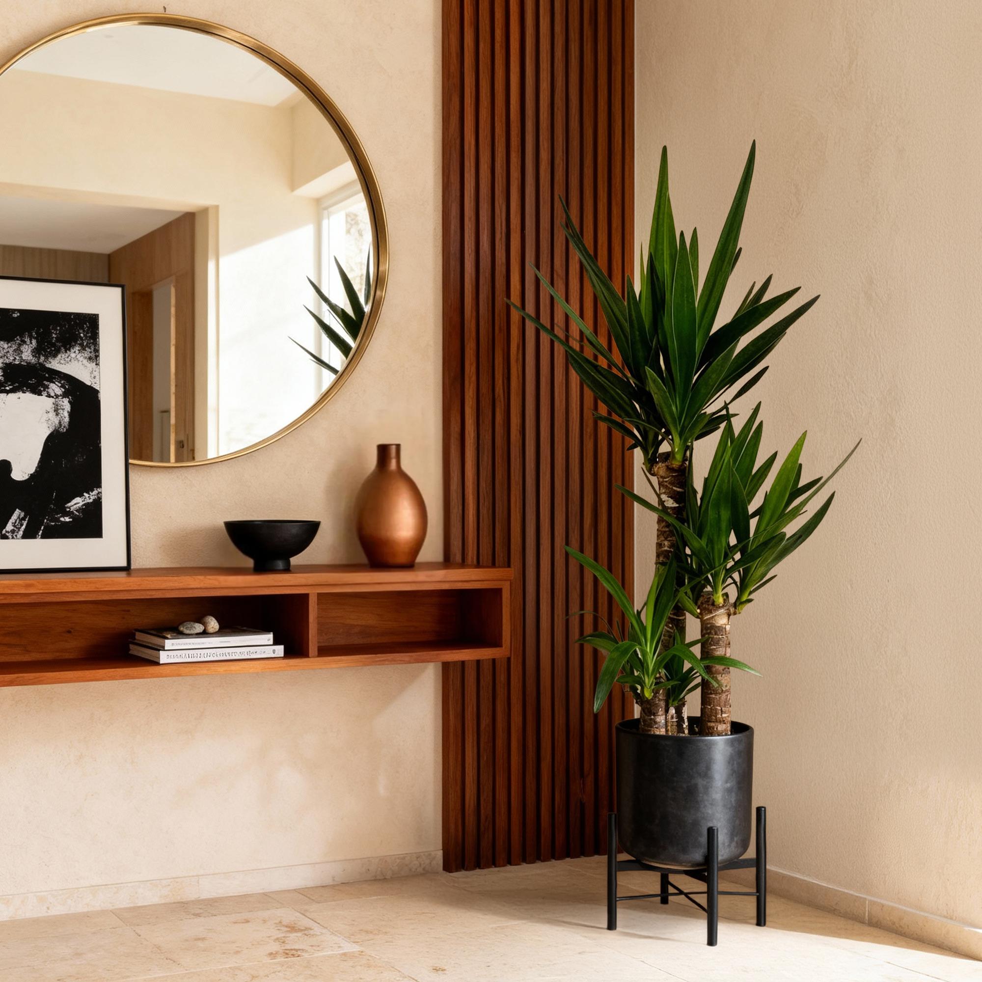 Palmlilie Yucca Elephantipes – 100cm – 21cm – Pflegeleichte Palmlilie mit langen, spitzen Blättern – Plant