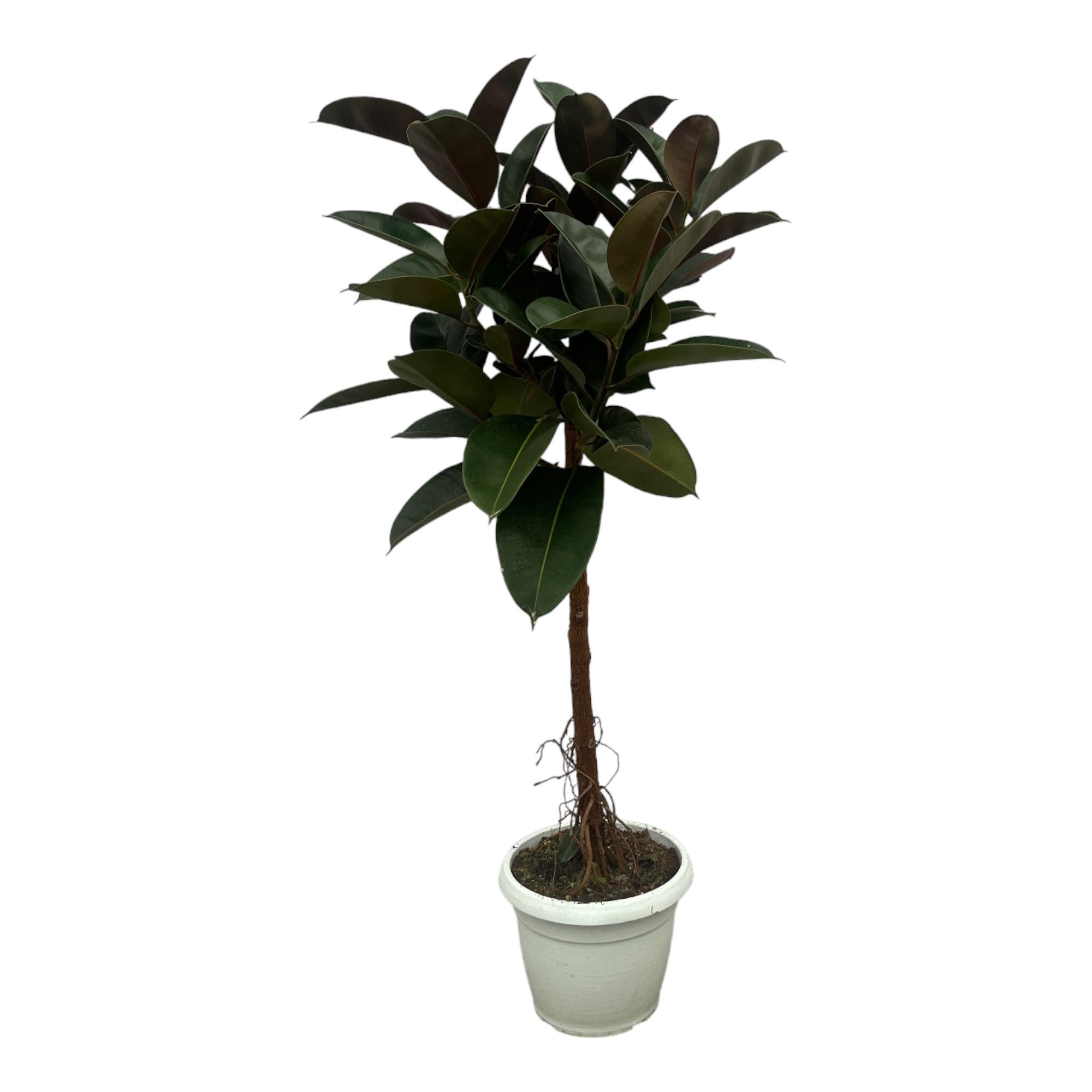 Gummibaum Ficus Elastica Robusta Stamm – Zimmerpflanze 140cm hoch – Ø27cm – Üppige, glänzende Blätter – Pflegeleicht & dekorativ – Plant