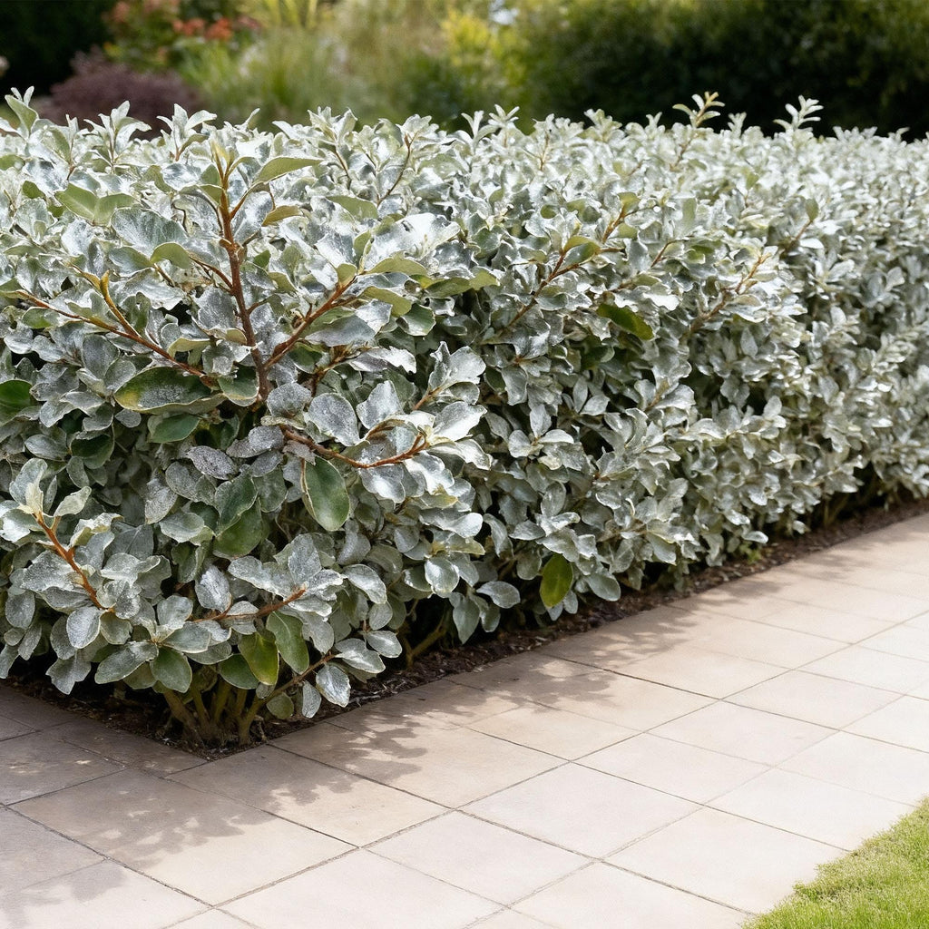 Ölweide Elaeagnus ebbingei Compacta – 8 Pflanzen für 1 lfm Hecke – Immergrün – 9cm – Höhe 30-35cm