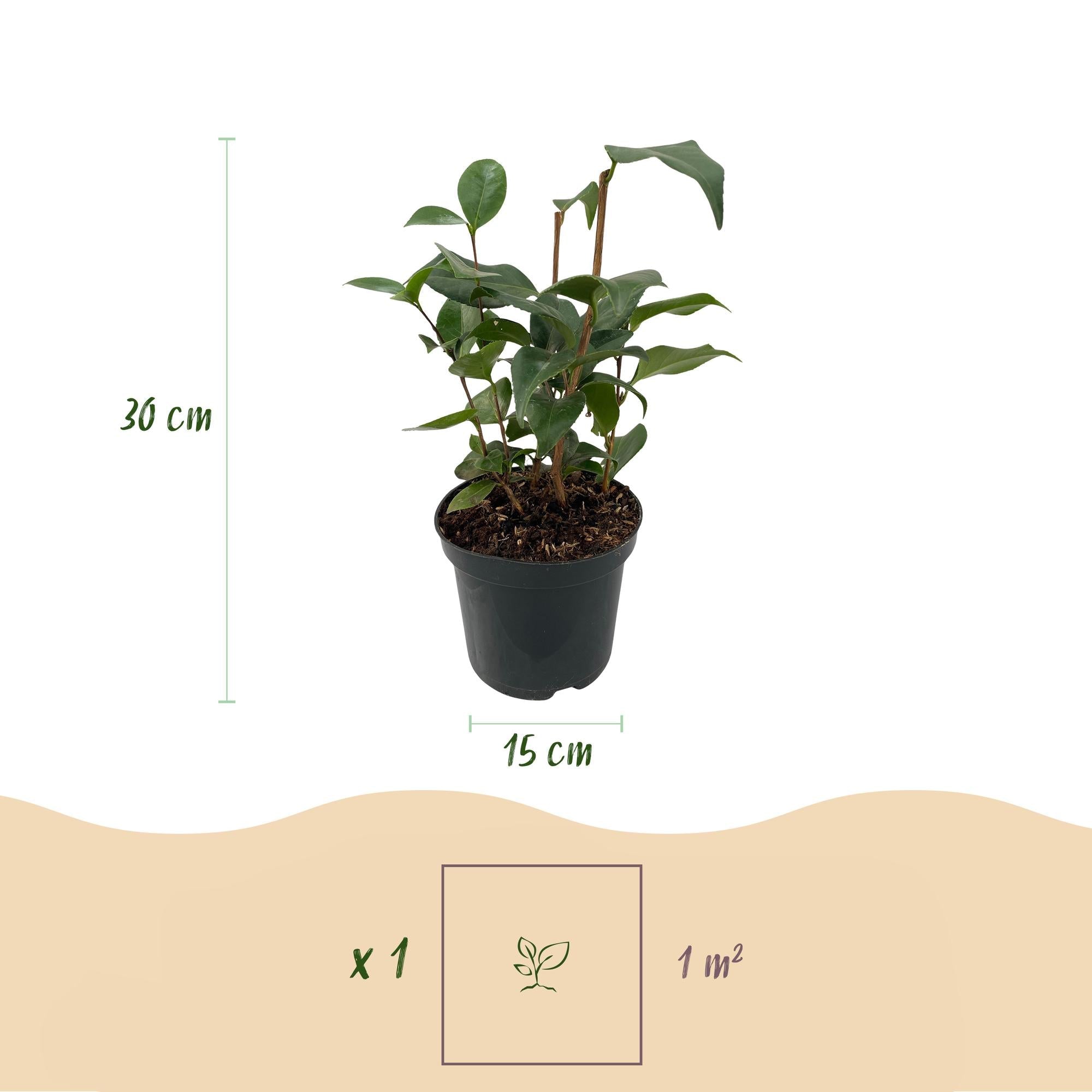 Kamelie Camellia japonica Tricolour – Strauch – Blüte Rosa, Weiß & Rot – Immergrün – 15cm Höhe 30cm – Für Garten & Terrasse – Plant