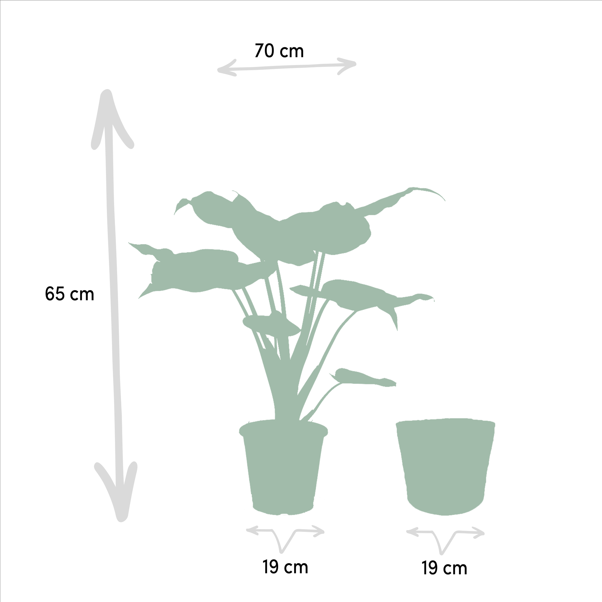 Alocasia Zimmerpflanzen – Set – Pfeilblatt Cucullata Ø19cm ↕60cm & Lauterbachiana Ø19cm ↕75cm inkl. Naturkorb – Tropische Elefantenohr Pflanzen – Plant