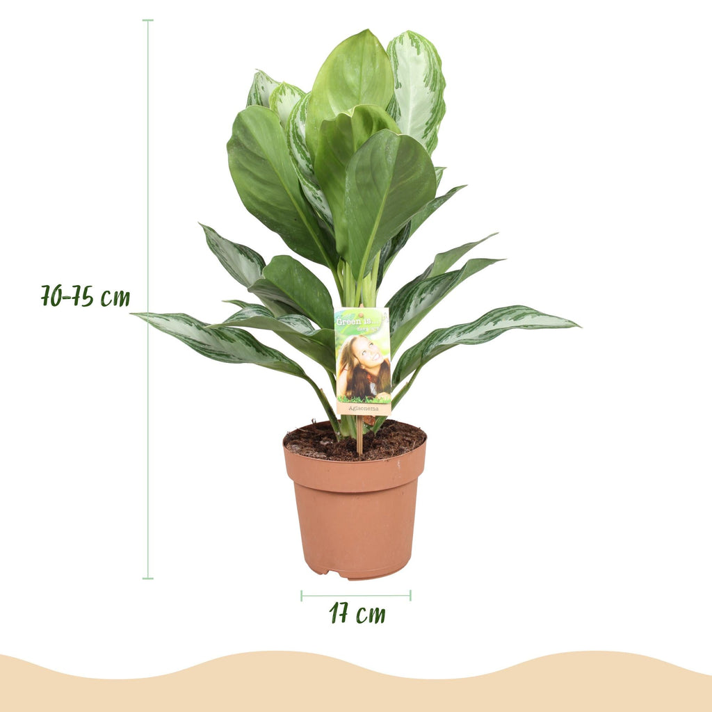 Aglaonema Silver Bay – 17cm – Höhe 70-75cm – Pflegeleichte silber – grüne Zimmerpflanze mit dekorativem Blattmuster für Wohnräume und Büro