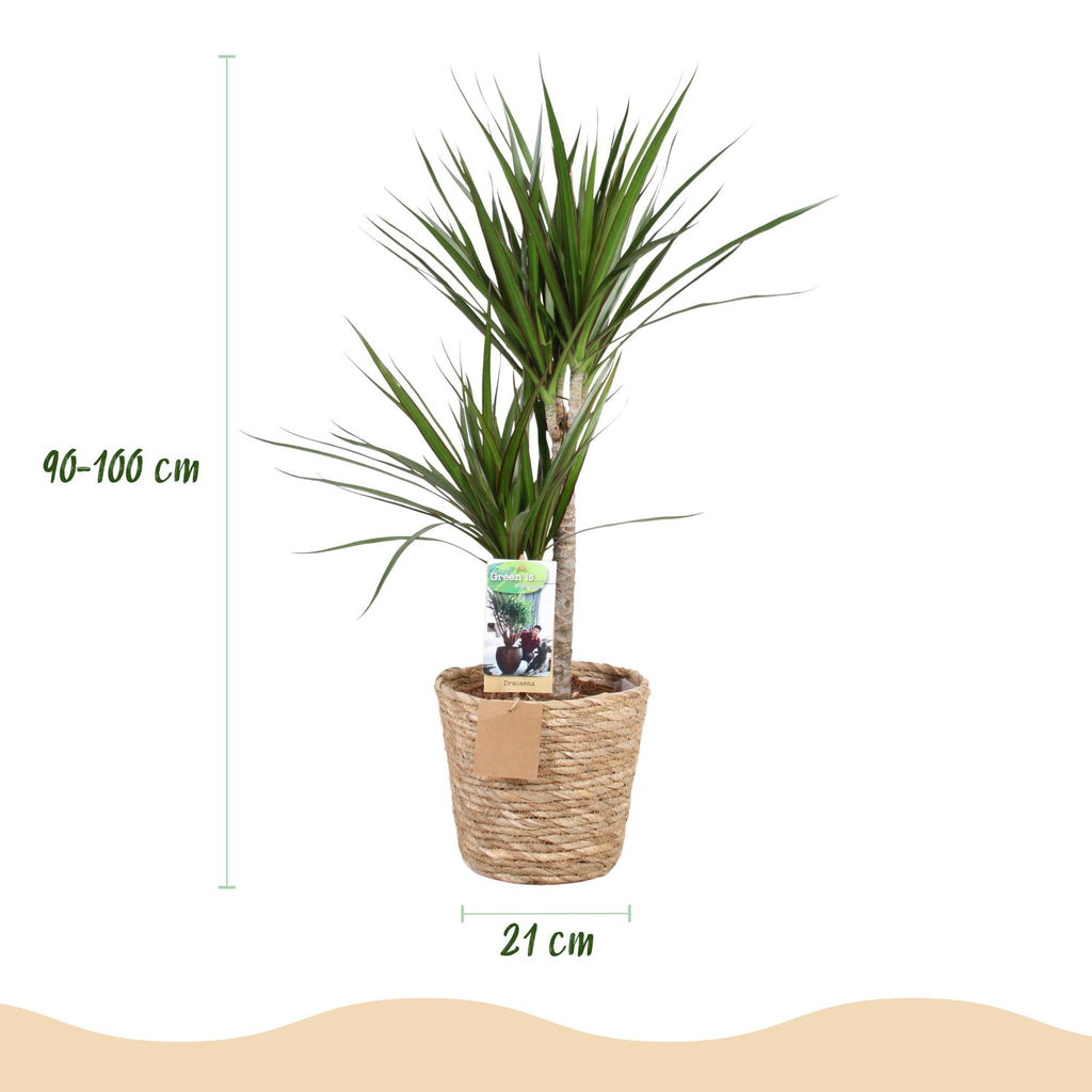 Dracaena Marginata – 90-100cm – 21cm inkl. Naturkorb – Pflegeleichter Drachenbaum – Grün mit rotem Rand – Plant