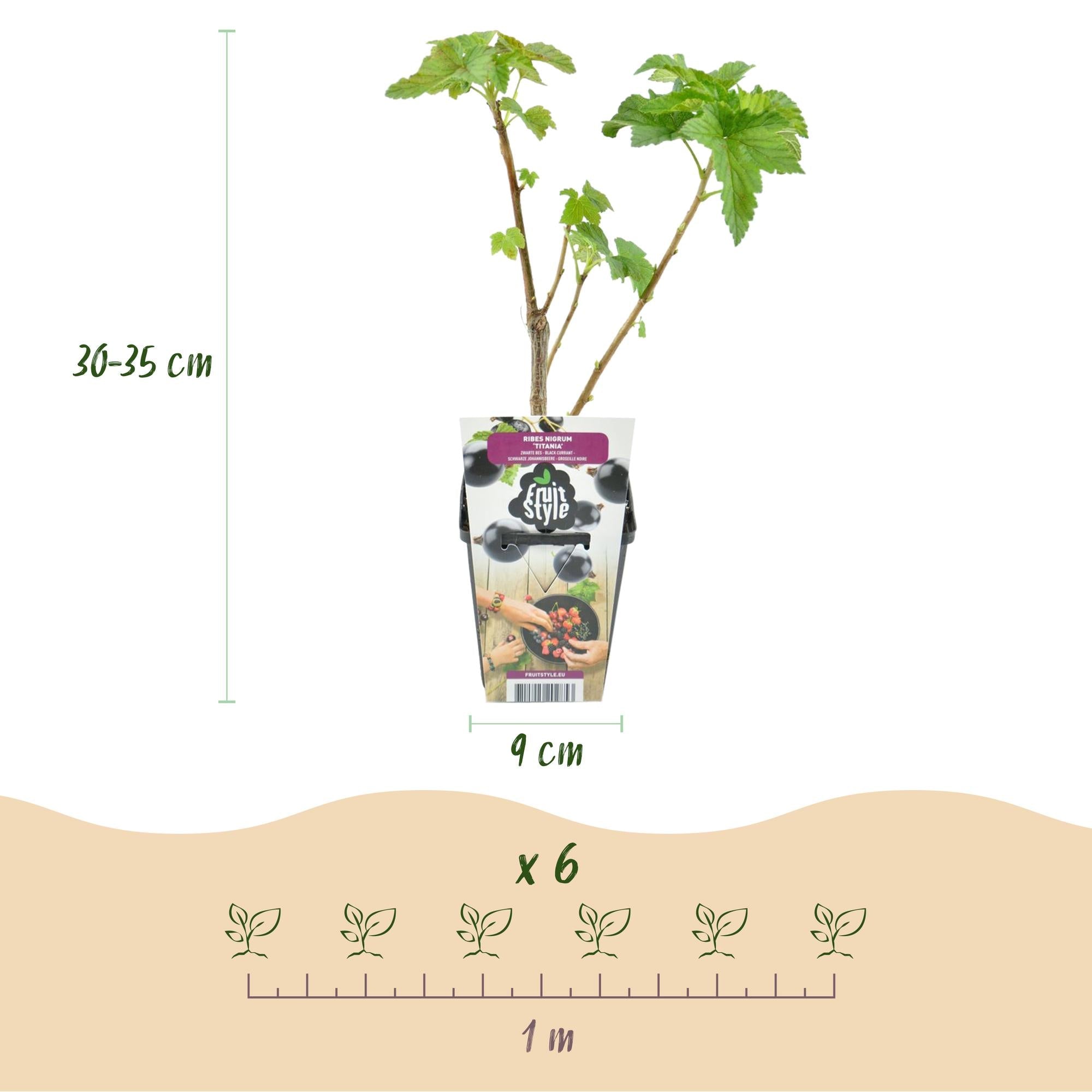 Schwarze Johannisbeere Ribes nigrum Titania winterhart Ø9cm Höhe 30cm – Aromatische Johannisbeerpflanze für Garten Beet Balkon & Terrasse