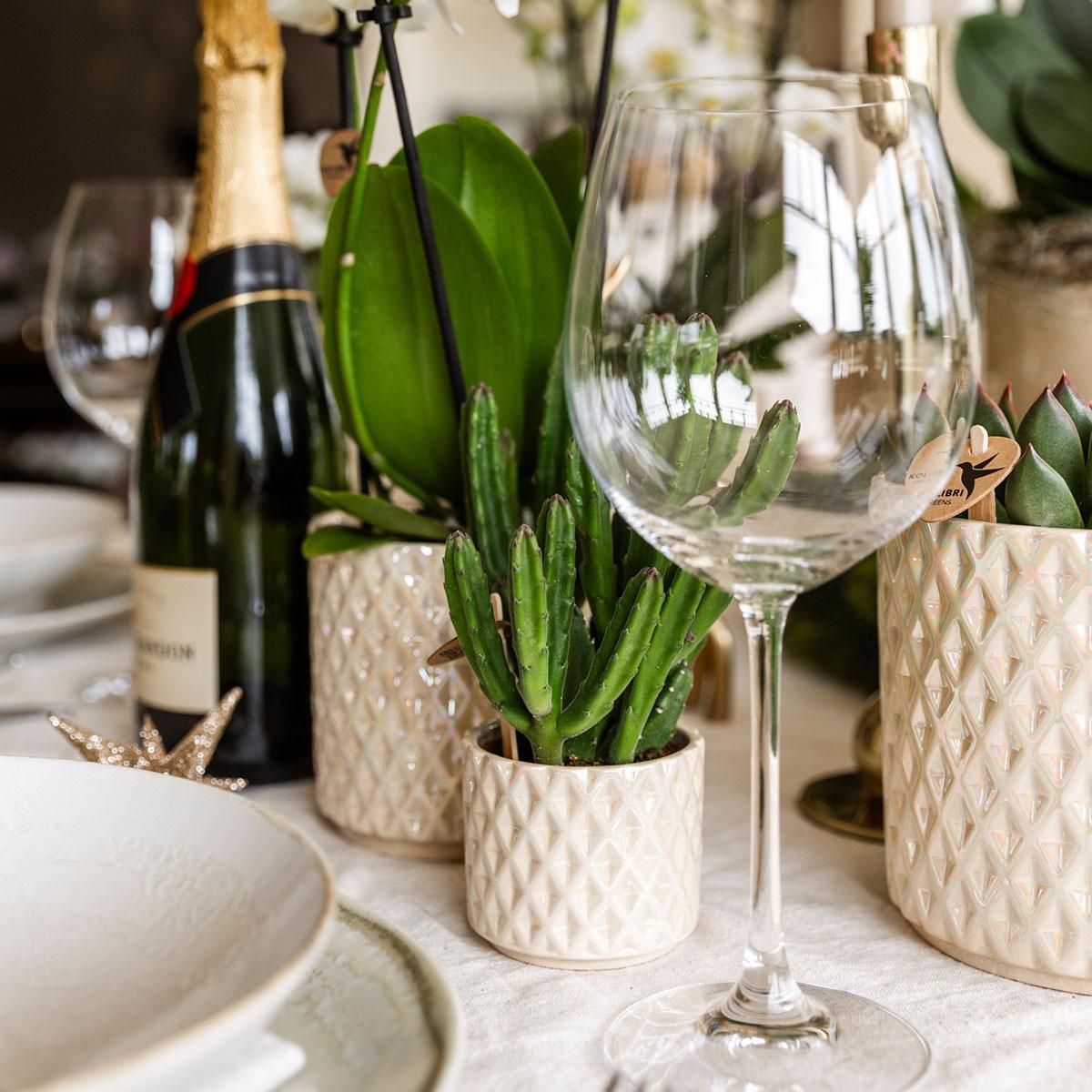 Pflanzen Set mit Zierpflanzgefäßen für Tischdekoration – Elegante Mini Zimmerpflanzen im Topf Ø9cm & Ø6cm – Perfekt für festliche Dinner – Dekoration – Plant
