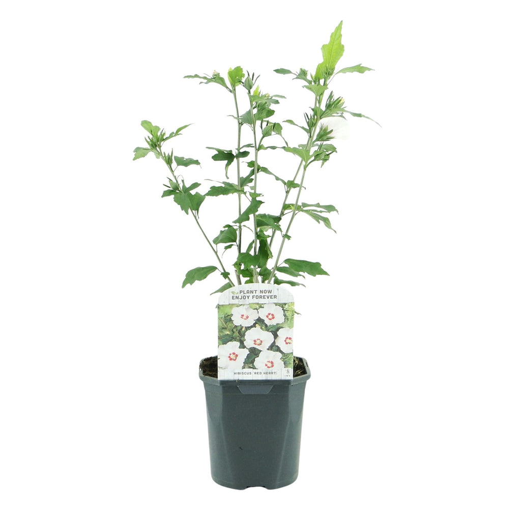 Garteneibisch Hibiscus syriacus Red Heart – Blüte Weiß mit Rotem Herzen – Strauch – Wenig Pflege – 17cm x H45cm – Sommerblüher & Bienenfreundlich – Plant