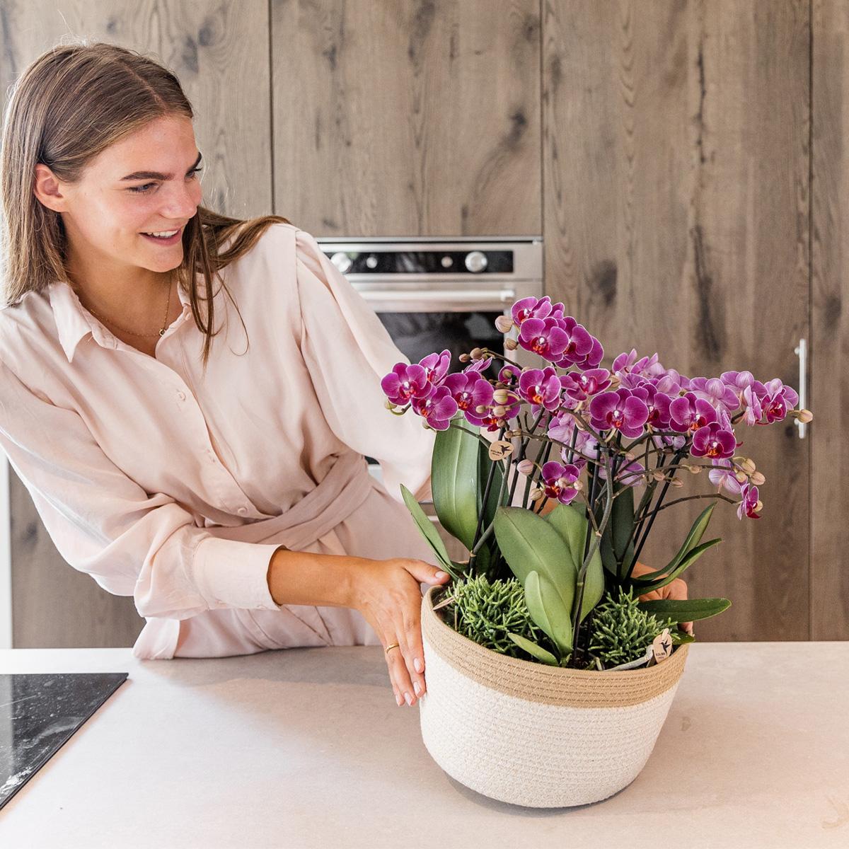 Lila Pflanzenset im Baumwollkorb – 3 Orchideen Morelia & 3 Grünpflanzen Rhipsalis – Ø9cm – Mit autarkem Wassertank & Dochtsystem – Plant