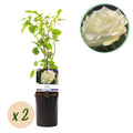 Kletterrose – Rosa White Climber – Blüte Weiß – 2 Pflanzen – Wenig Pflege – 11cm – Höhe ca. 40cm – Plant