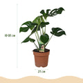 Monstera Deliciosa Fensterblatt – Große Zimmerpflanze im weißen Topf Ø21cm Höhe70-80cm – Pflegeleichte Grünpflanze