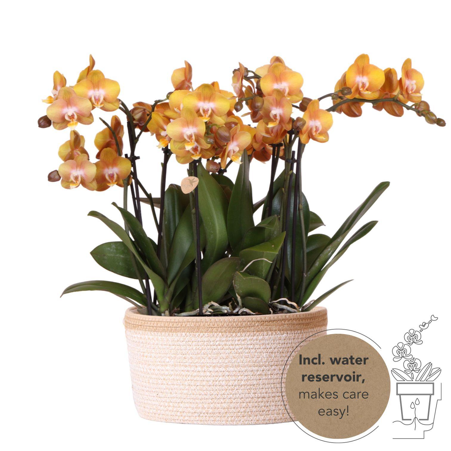 Orange Orchideen-Set im Baumwollkorb – 3 Orchideen Las Vegas Ø12cm Mit autarkem Wassertank & Dochtsystem Rhipsalis & Tillandsie Pflegeleicht & dekorativ – Plant
