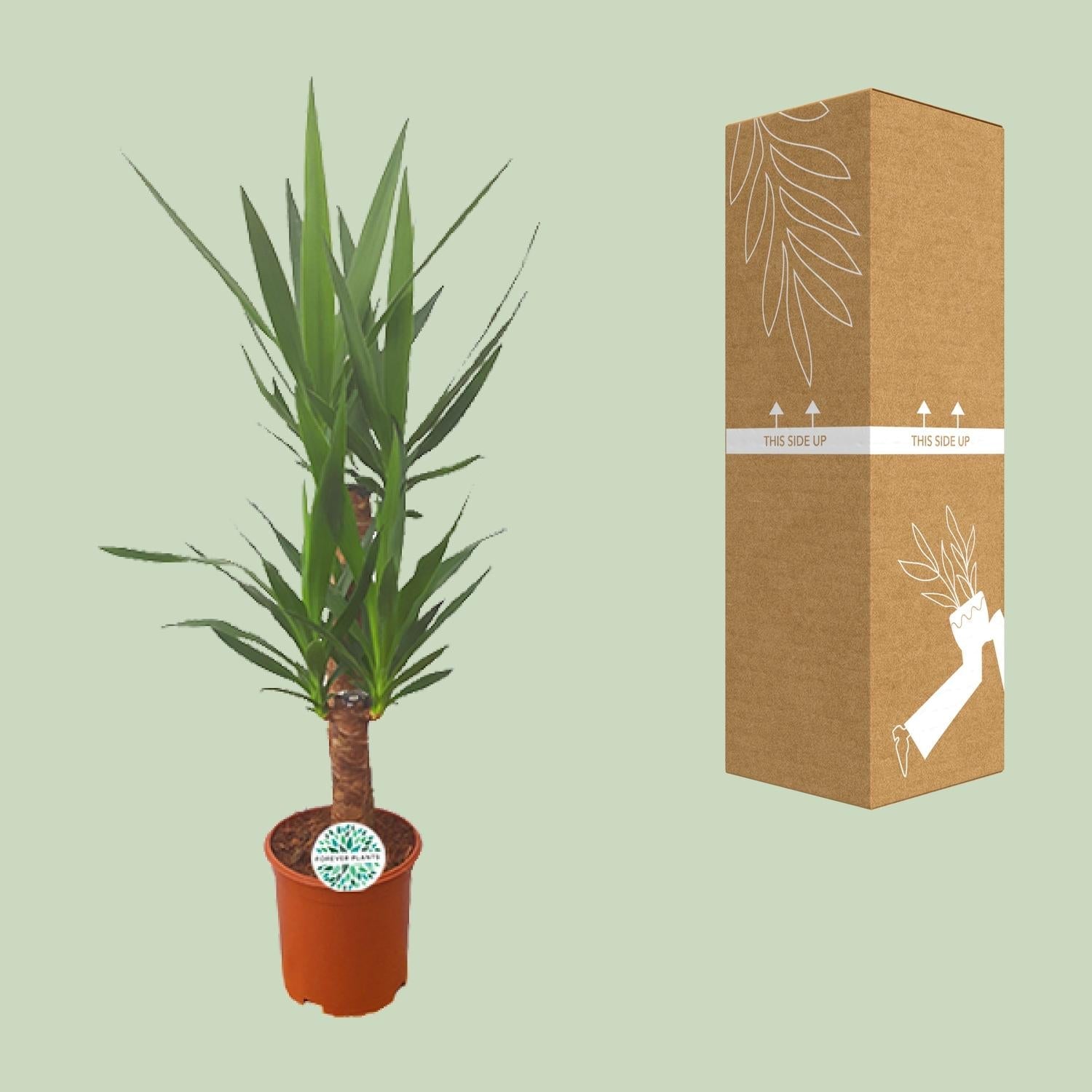 Palmlilie Yucca – 90cm Ø21cm – Pflegeleichte Zimmerpflanze mit schwertförmigen Blättern – Robuste Grünpflanze für helle & halbschattige Standorte – Plant