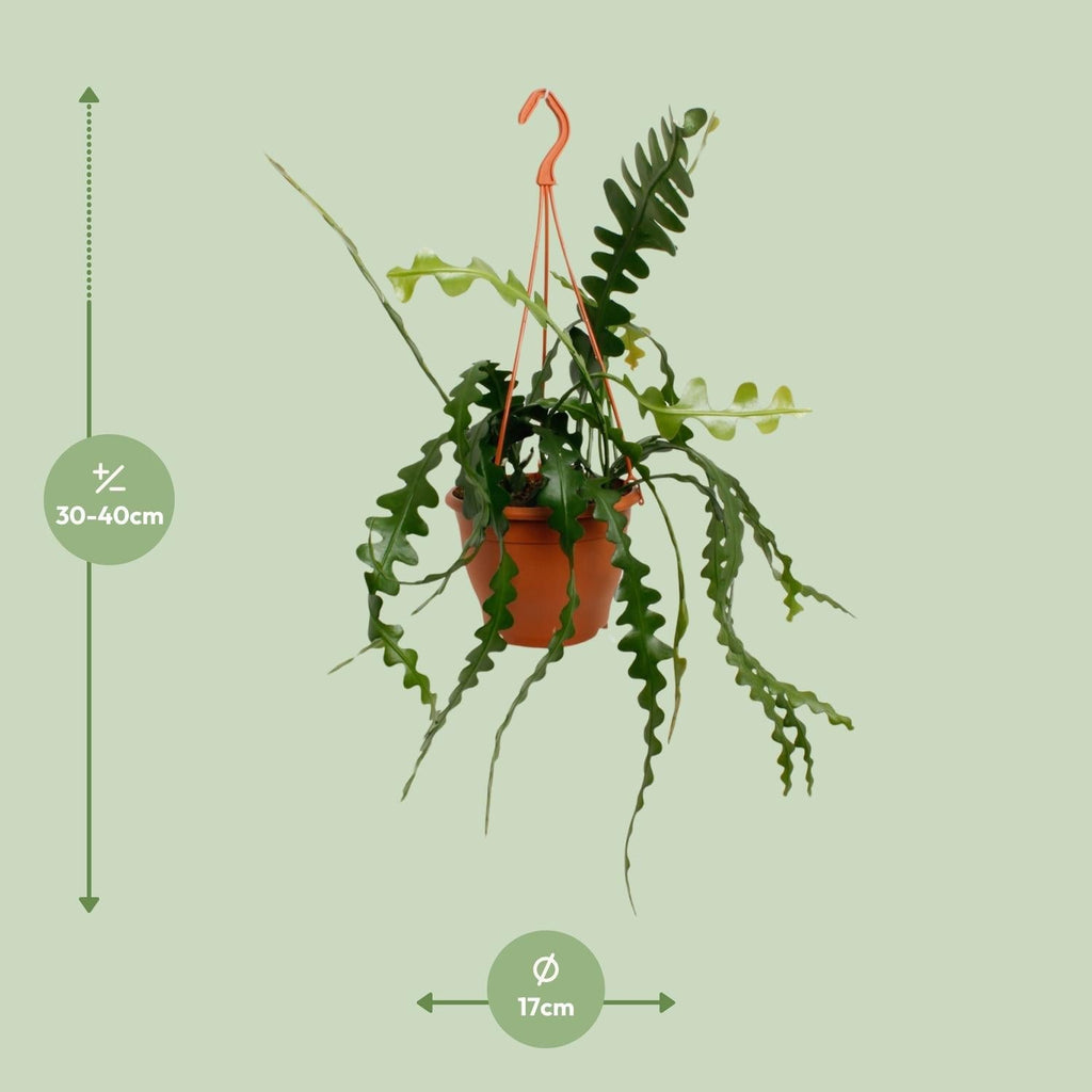 Fischgrätenkaktus – Epiphyllum anguliger – Zimmerpflanze - 35 cm – Ø17 cm – Hängepflanze mit gezackten Blättern – Exotisch & pflegeleicht