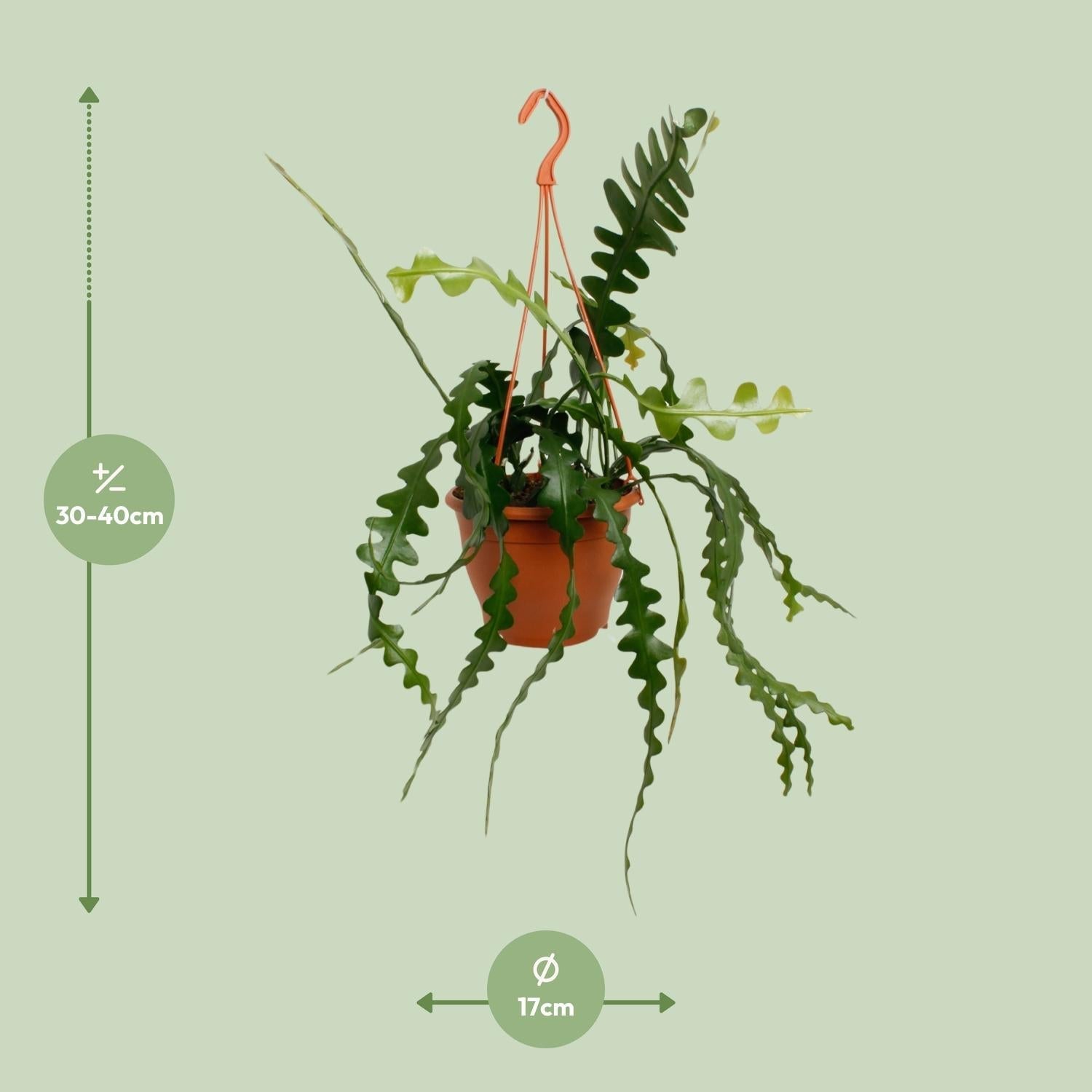 Fischgrätenkaktus – Epiphyllum anguliger – Zimmerpflanze - 35 cm – Ø17 cm – Hängepflanze mit gezackten Blättern – Exotisch & pflegeleicht