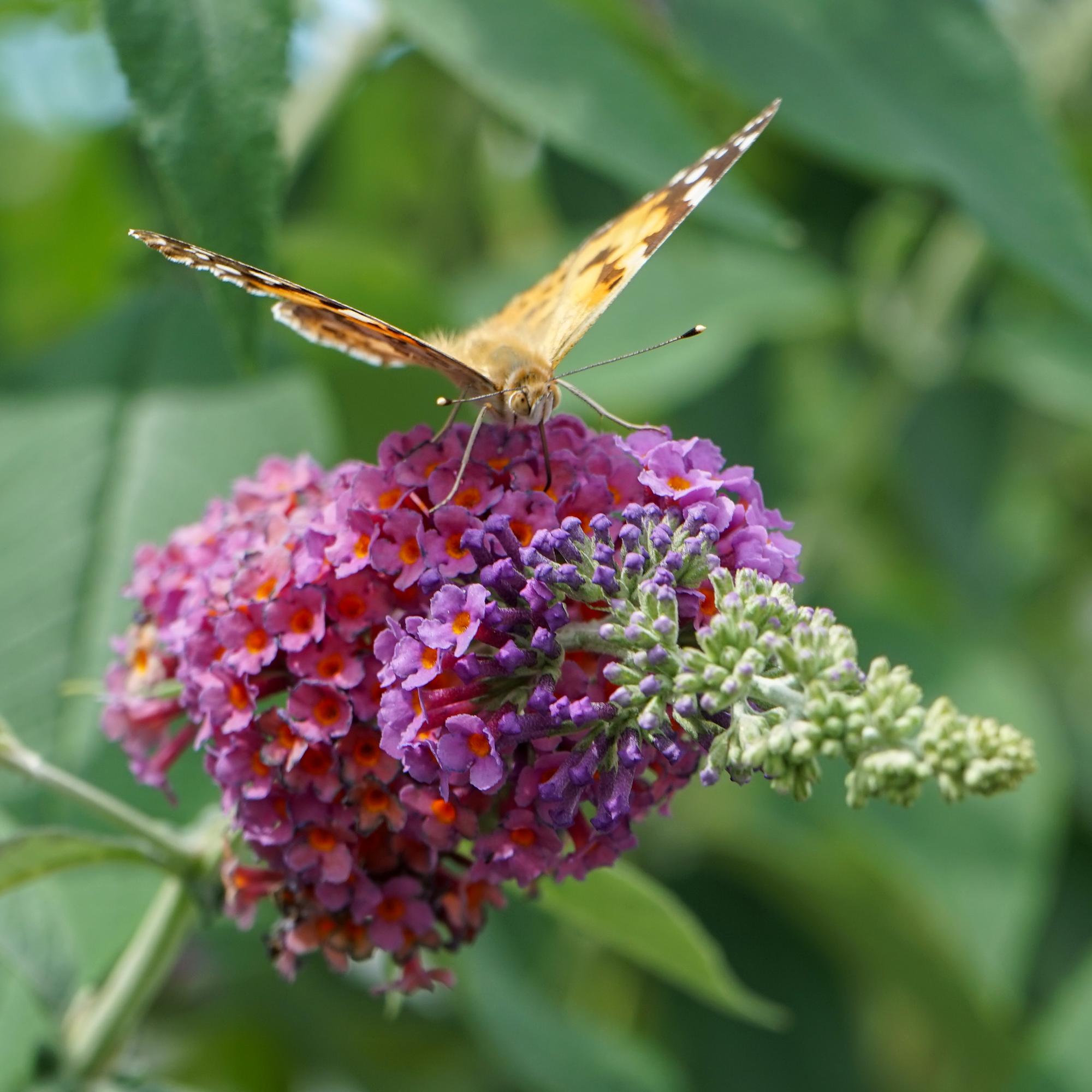 Schmetterlingsstrauch Buddleja davidii Flower Power – Lila – Rosa Blüten – 17cm x H30cm – Bis 2m – Sonnig & Pflegeleicht – Plant