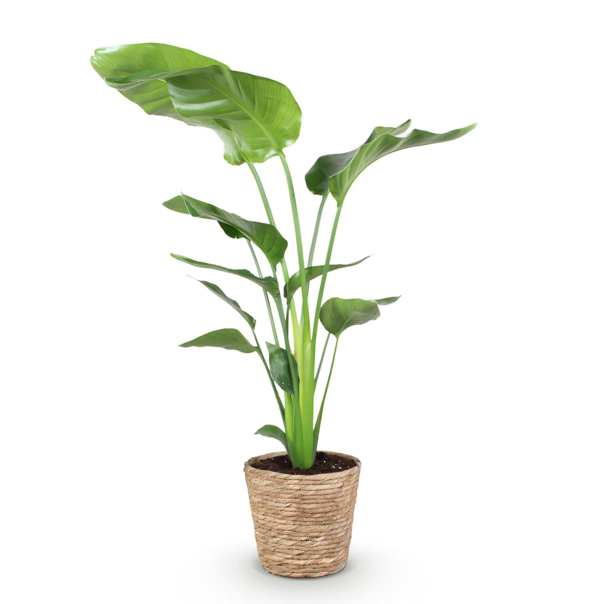 Baum – Strelitzie Strelitzia nicolai – Große pflegeleichte Paradiesvogelblume im dekorativen Korb – 21cm – Höhe 110-120cm – Tropische Grünpflanze – Plant