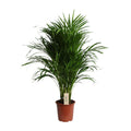 Dypsis Lutescens – Areca Palme – Höhe ca. 100cm – Ø21cm – Elegante Zimmerpalme mit gefiederten Blättern – Luftreinigende & pflegeleichte Grünpflanze für Wohnzimmer, Büro & Wintergarten – Plant