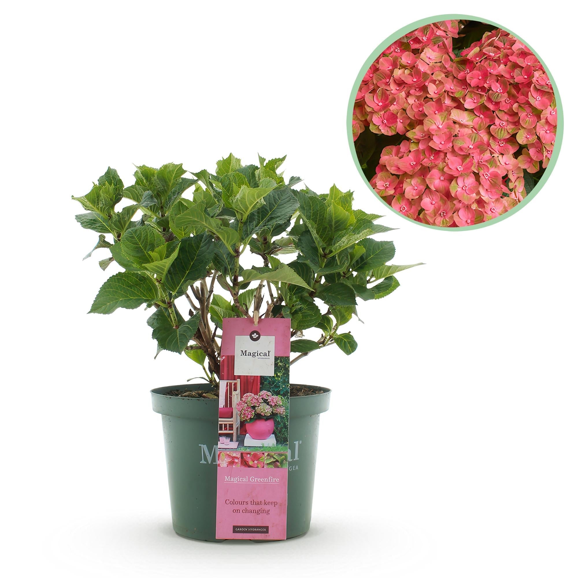 Hortensie Magical Green Fire – Hydrangea macrophylla – Rosa – Grün – Balkonpflanze – Im 23cm Topf – Ca. 55cm hoch – 6-10 Blüten – Pflegeleicht – Plant