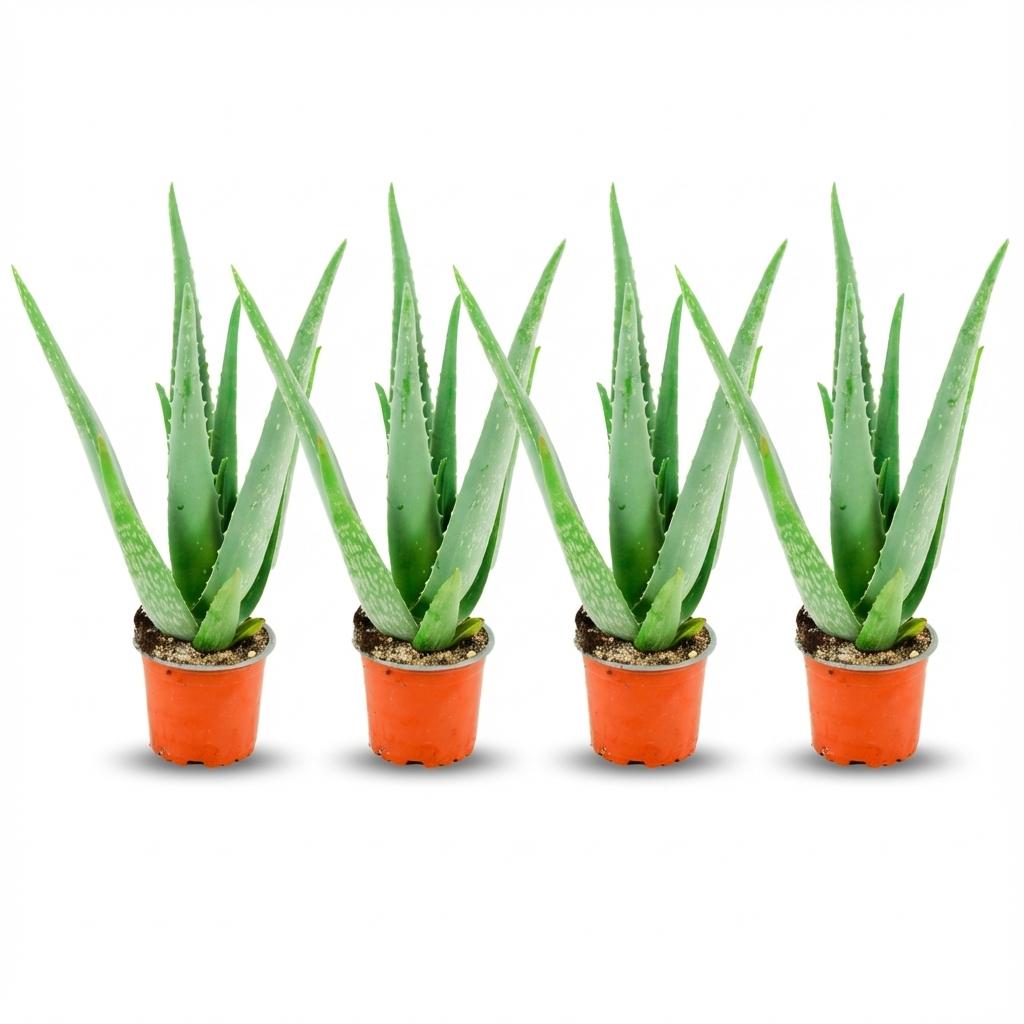 Aloë Vera Pflanzen Set – 4 Pflanzen – Ø10,5cm – Höhe 35-40cm – Pflegeleichte Heilpflanze – Sukkulente Zimmerpflanze für Fensterbank Büro & Wohnraum