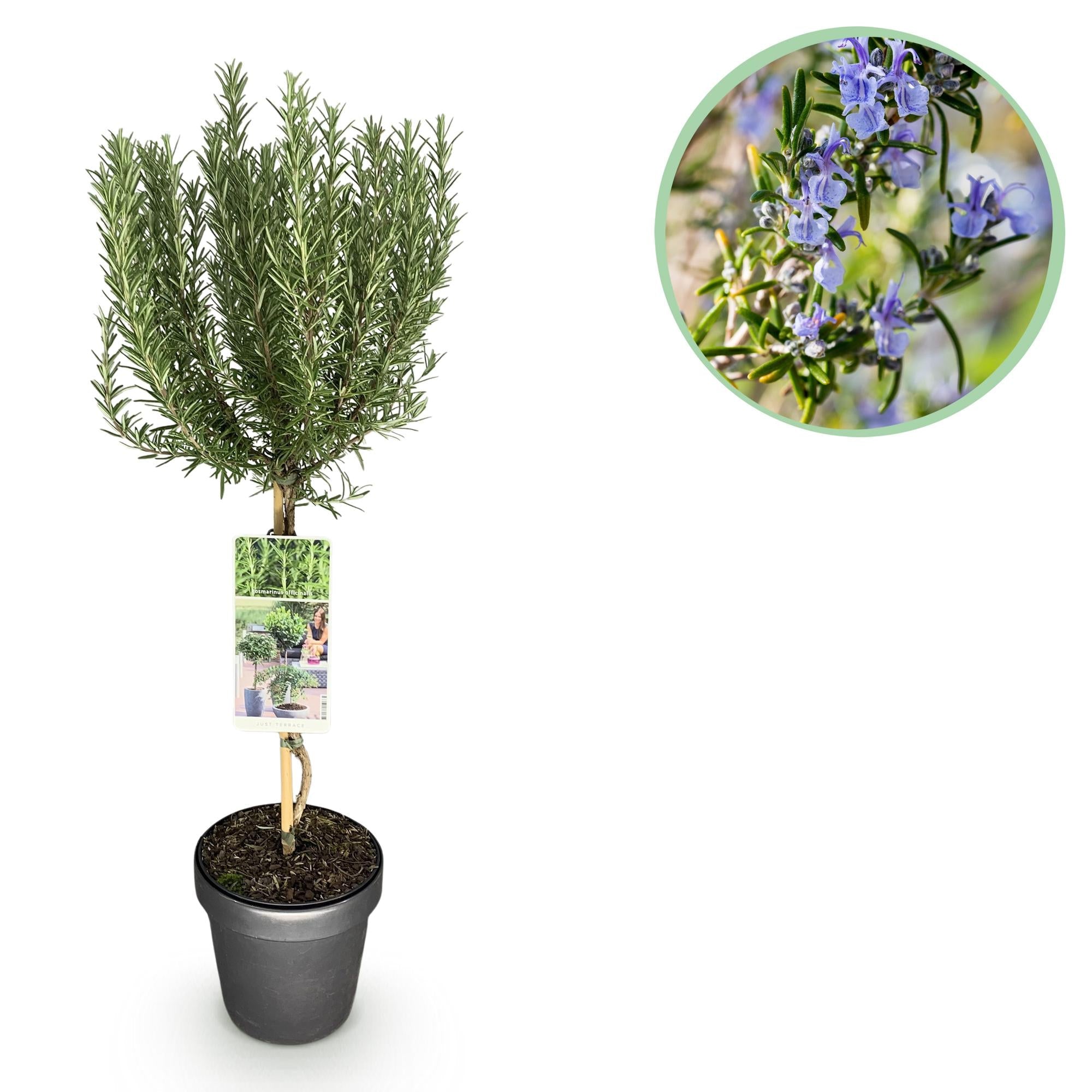 Rosmarin Rosmarinus officinalis – 19cm Höhe ca.90cm – Immergrün & winterhart – Lila Blüte – Aromatische Kräuterpflanze – Plant