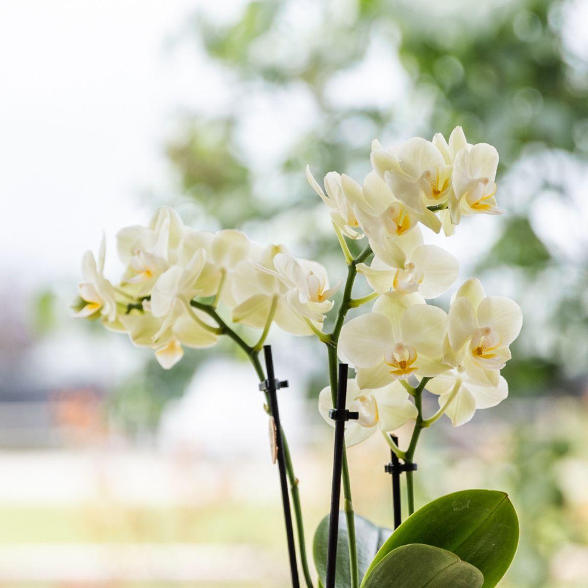Gelbe Orchidee Mexico im hellblauen Floral Ziertopf Ø9cm – Zimmerpflanze mit 2-3 Zweigen – Plant