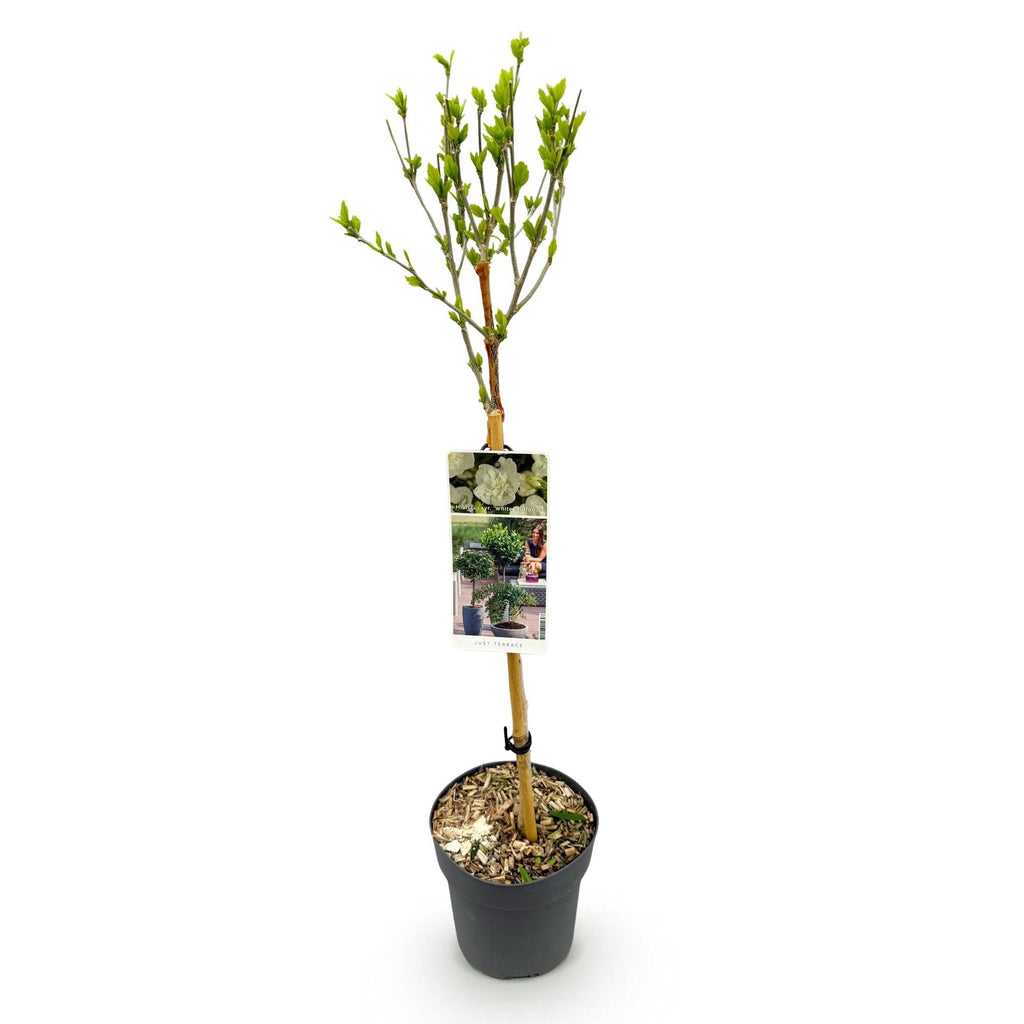 Hibiscus syriacus White Chiffon – Stamm – Pflanze – Ø19cm – Höhe ca. 90cm – Weiße Blüten – Laubabwerfend & pflegeleicht – Plant