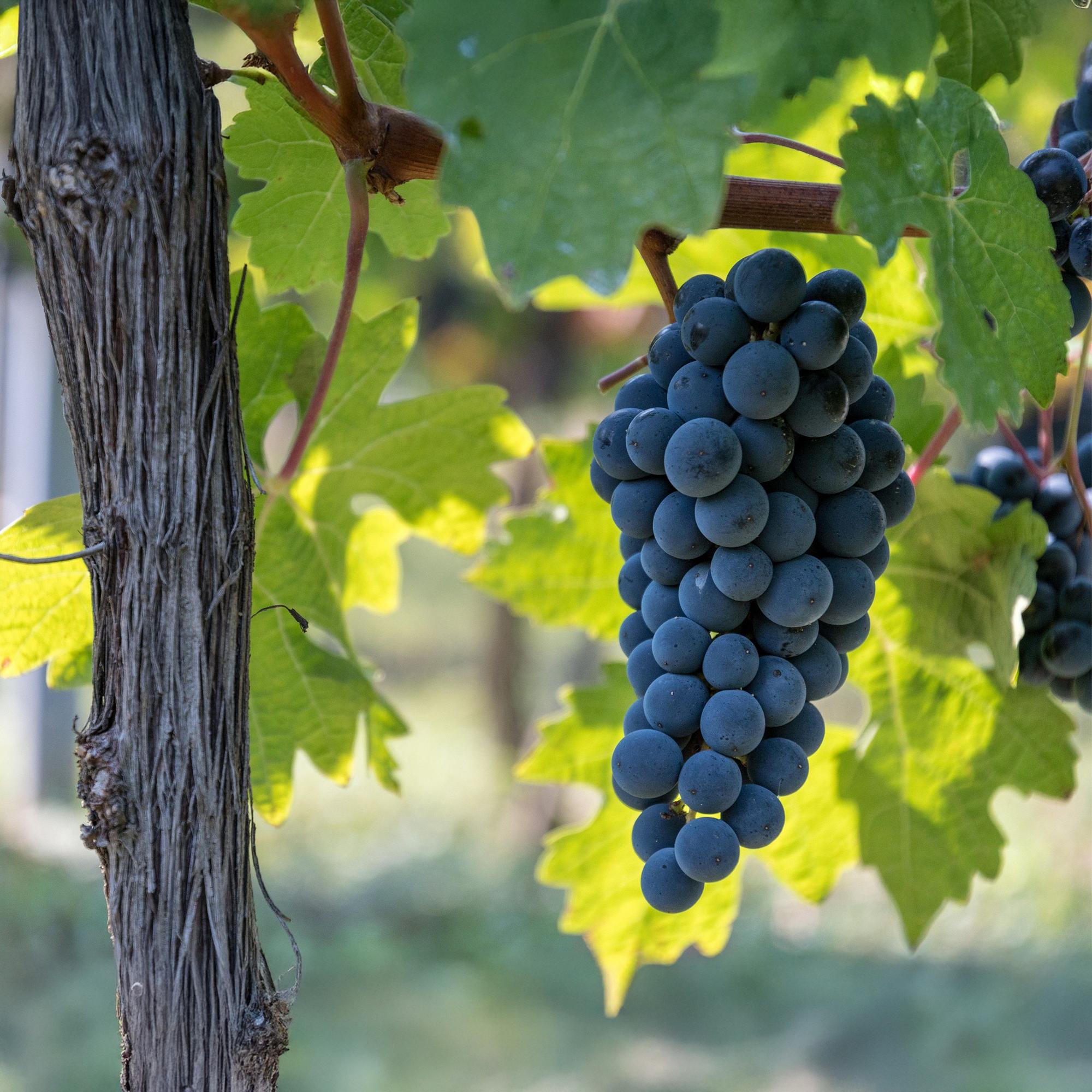 Weinrebe Vitis vinifera Boskoop Glory – Blaue Traube – 2 Pflanzen – Obstpflanze – 15cm – Höhe 50cm – Plant